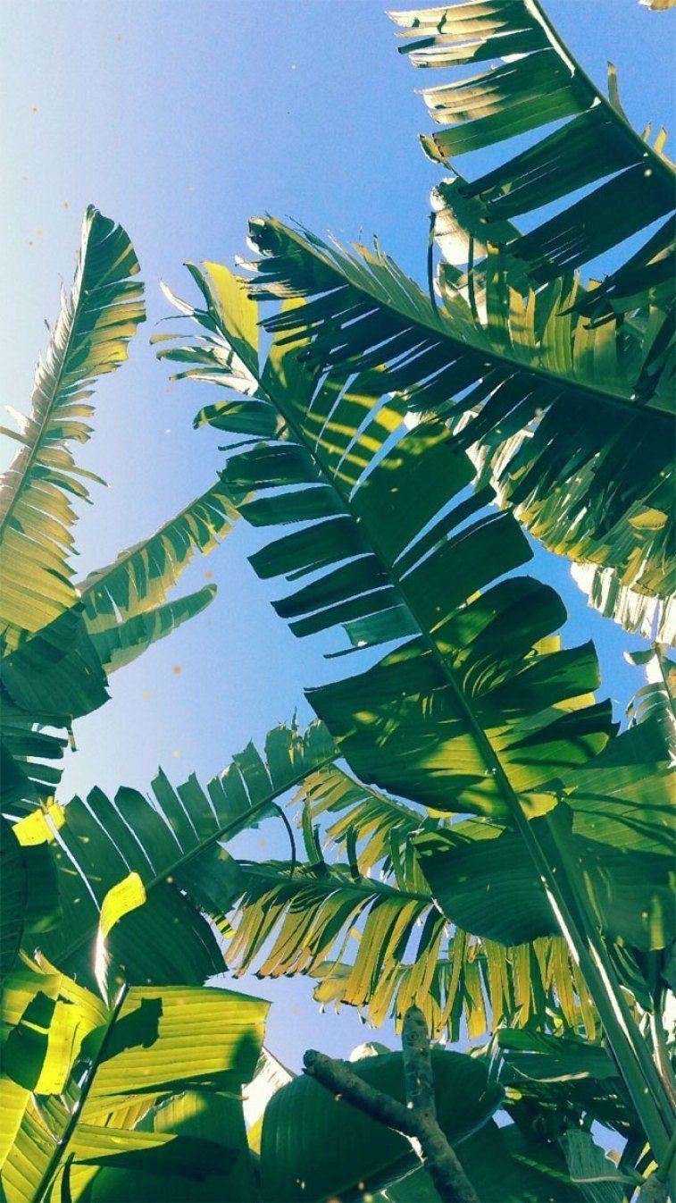 757x1346 Tropical Leaves, Botanicals, Leaf Phone Wallpaper