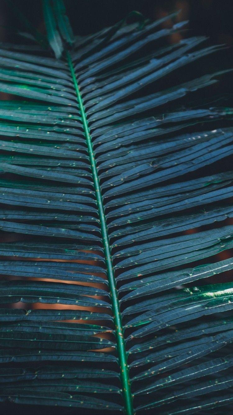 Tropical Leaves iPhone Wallpapers - Top Free Tropical Leaves iPhone ...