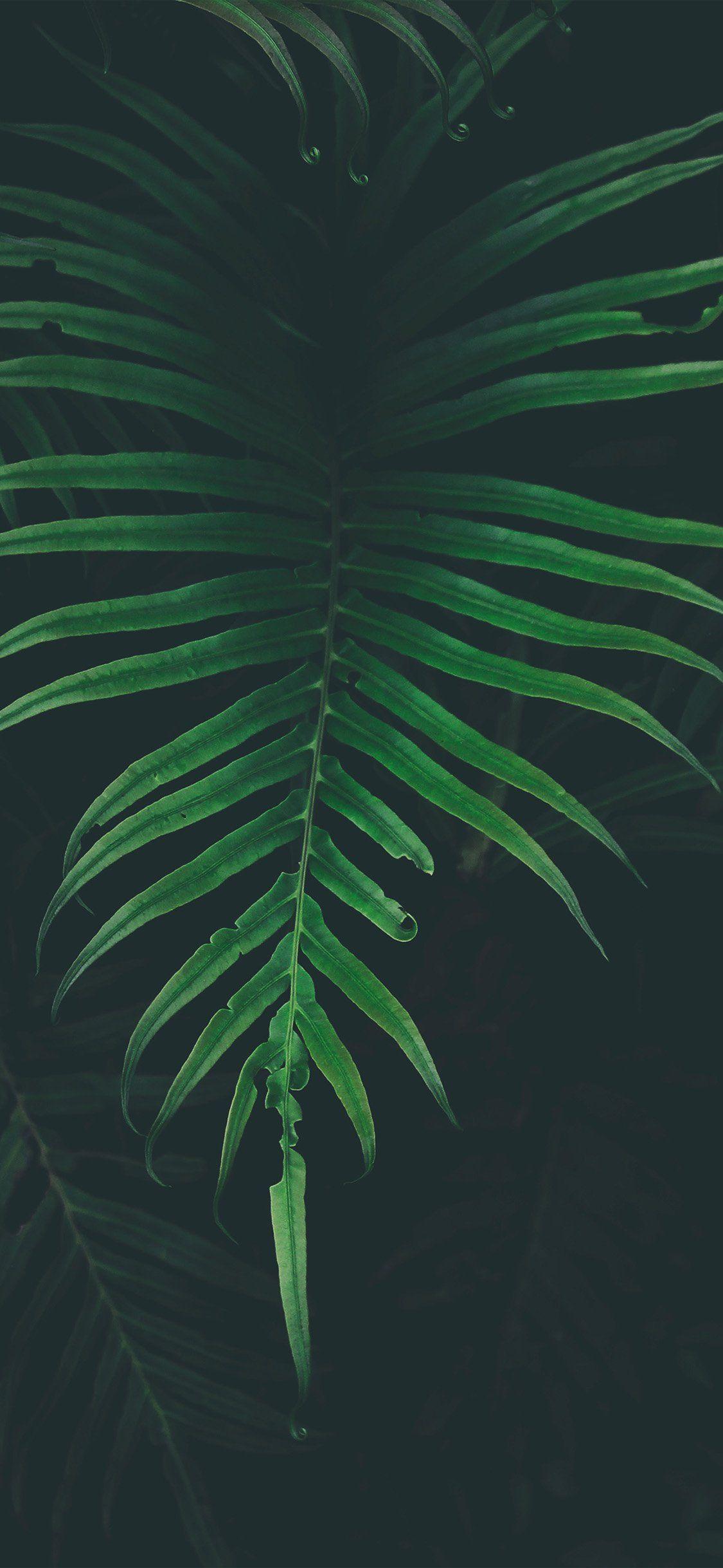 Leaves iPhone HD Wallpapers Top Free Leaves iPhone HD Backgrounds