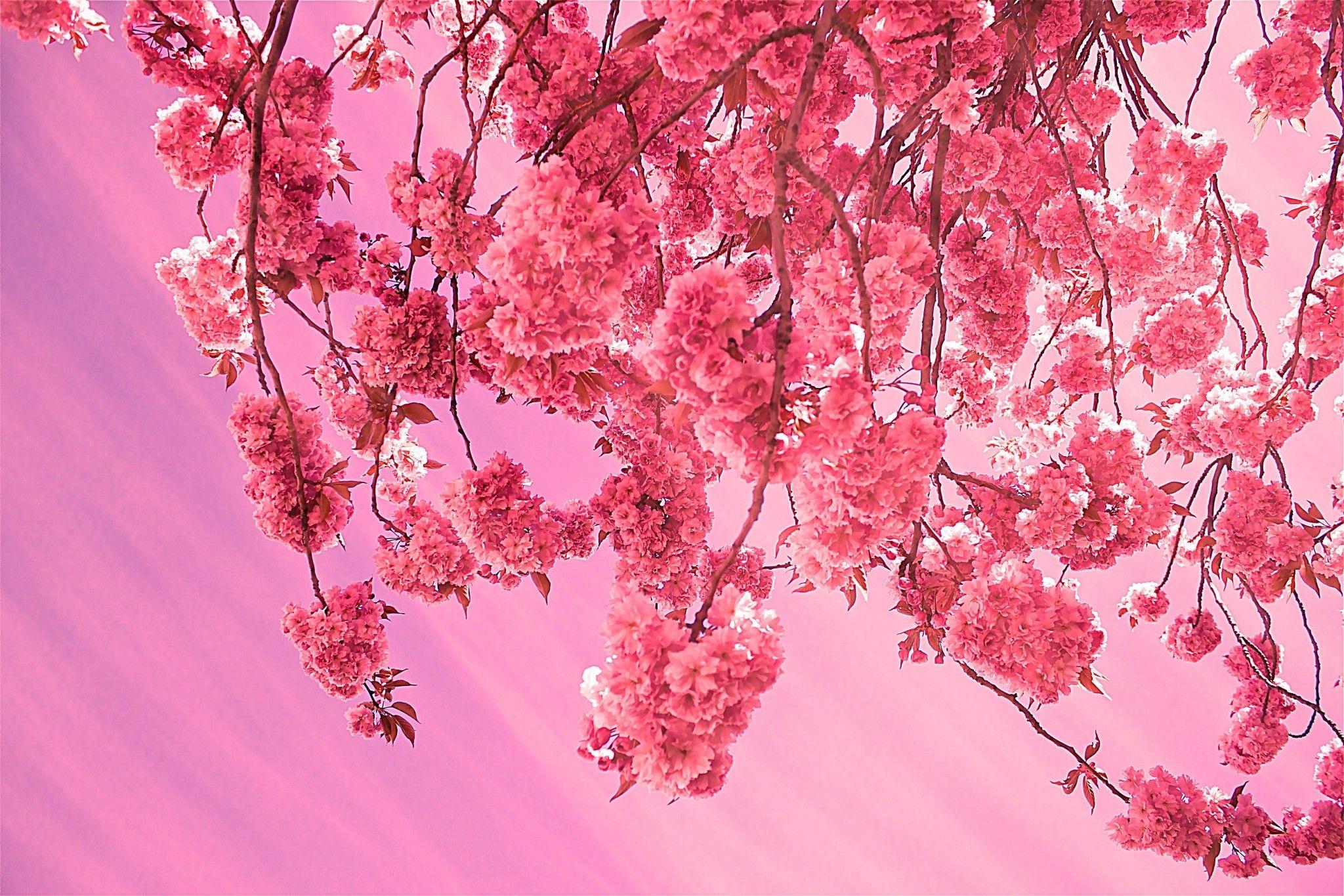 2048x1365 Cherry Blossom Wallpaper