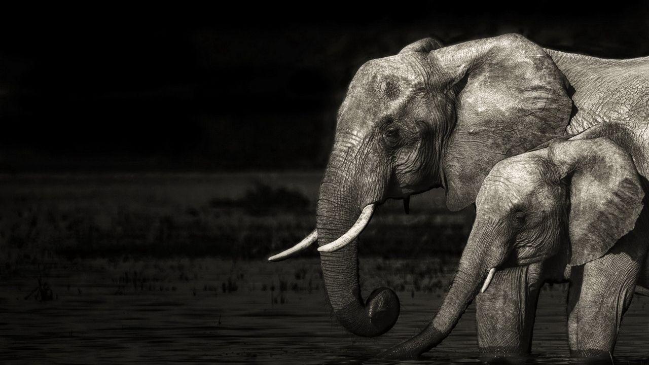 1280x720 Black Elephant Wallpaper High Quality Resolution. Elephant wallpaper, Elephant black and white, Elephant background
