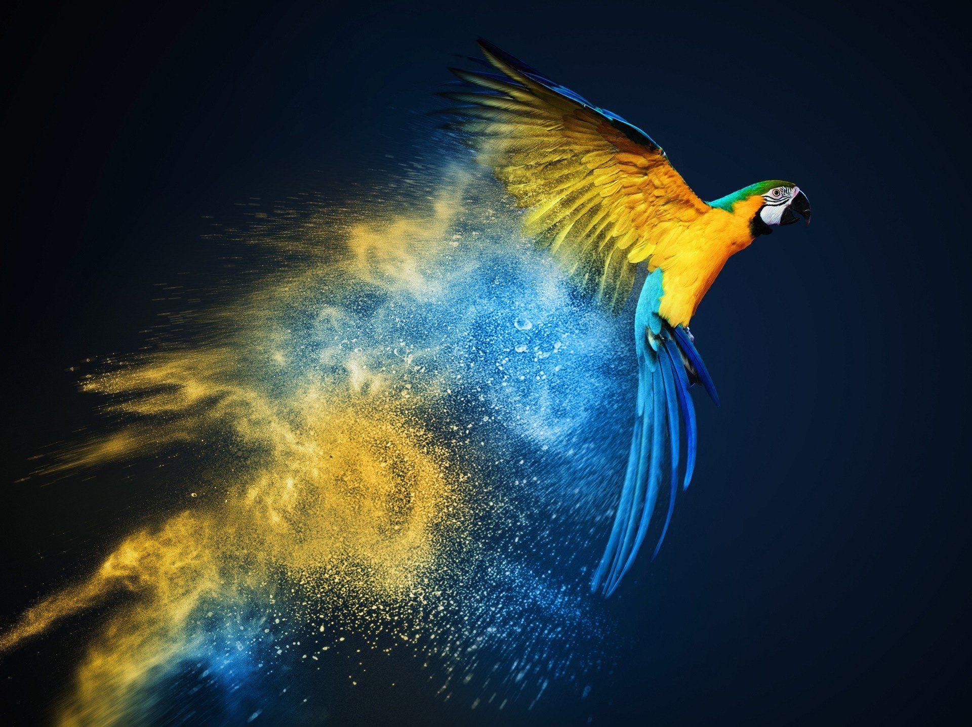 Parrot OS HD Wallpapers - Top Free Parrot OS HD Backgrounds