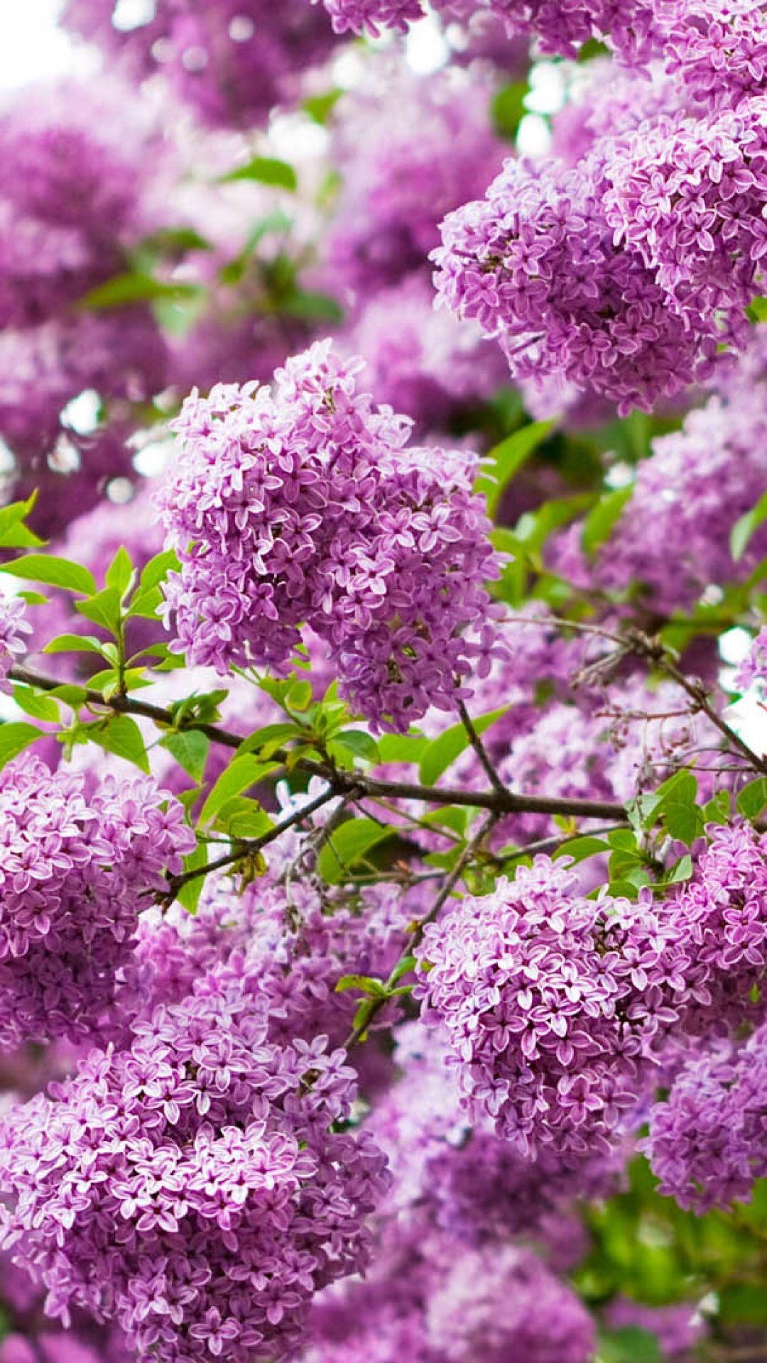 1080x1920 Lilacs Flower Bud Branch Tải xuống Miễn phí Hình nền iPhone 8