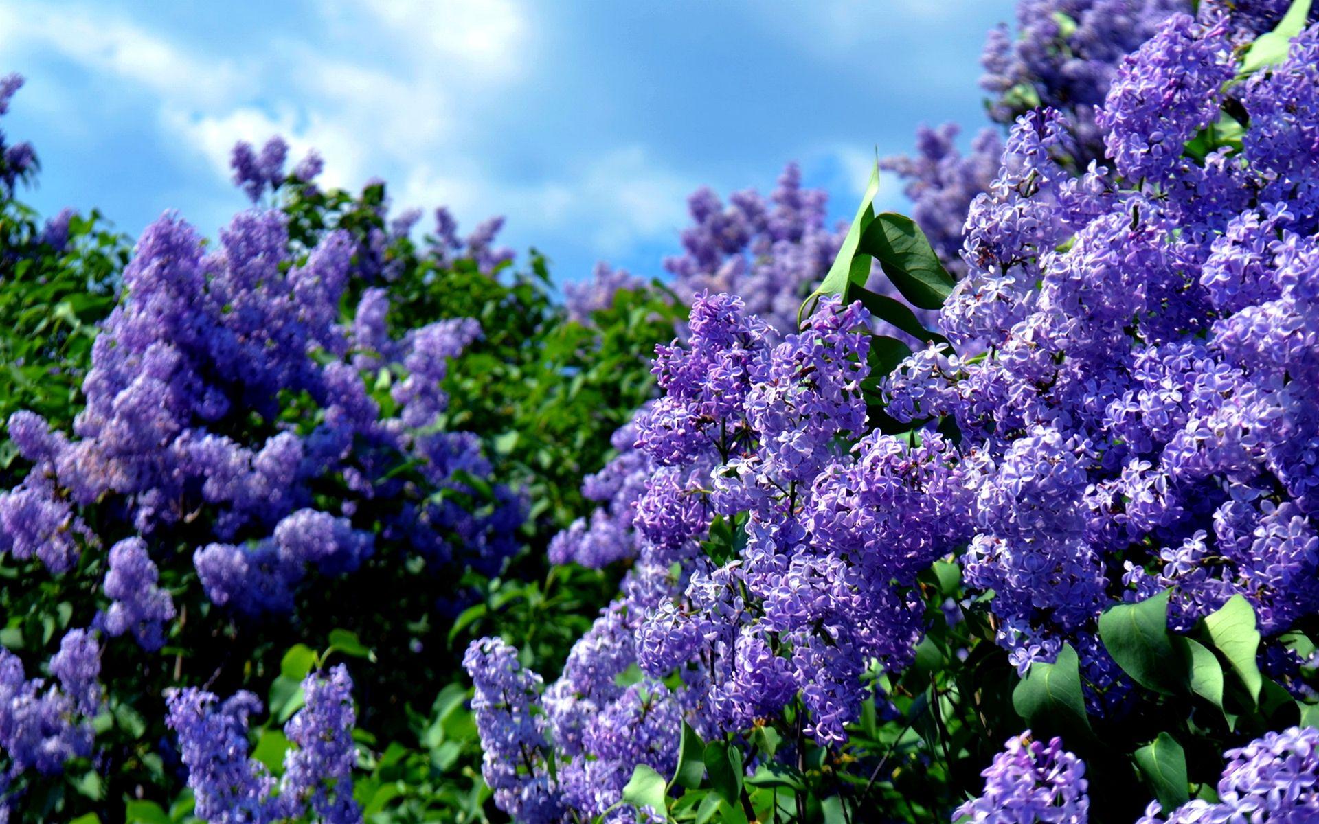 1920x1200 Lilac Desktop