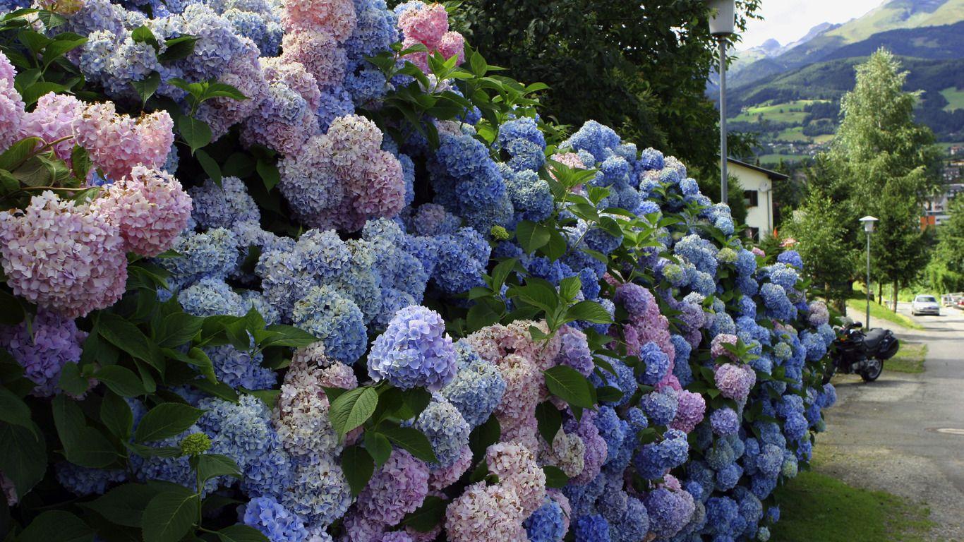 1366x768 Lilac Bushes Wallpaper