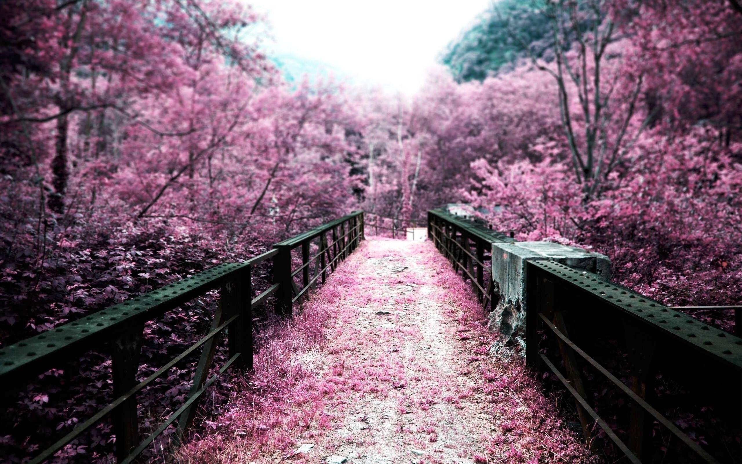 2560x1600 Japanese Cherry Blossom Wallpaper 1920×1080