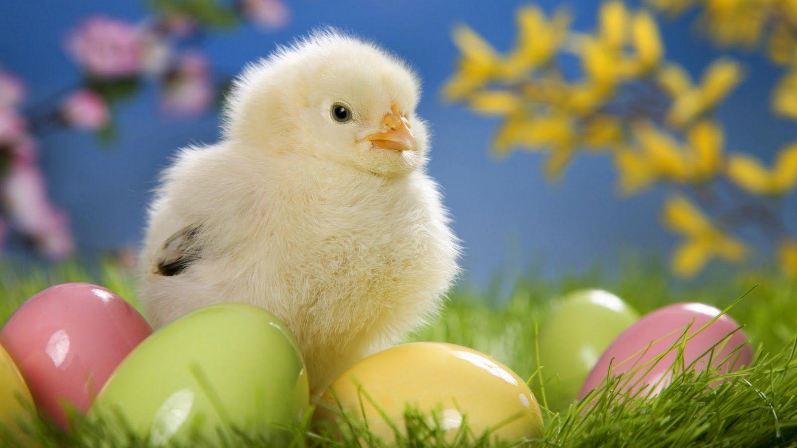 1600x900 animals. Windows XP HD Wallpaper: Beautiful Animals Wallpaper