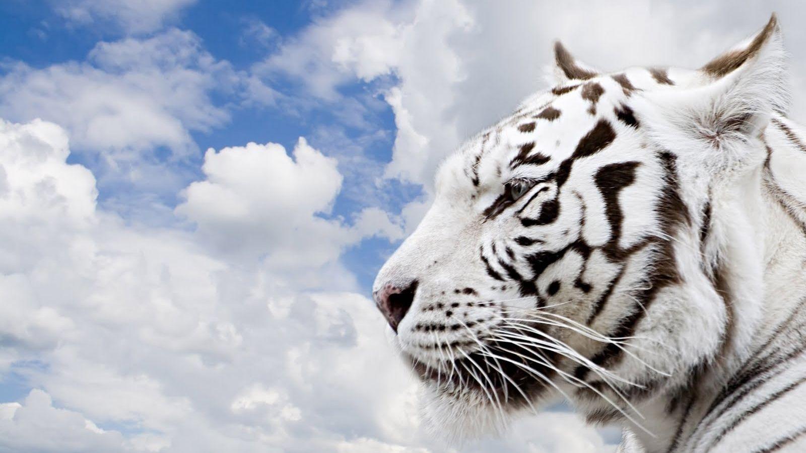 1600x900 Free download Beautiful Animals HD Wallpaper etc FN 1600x1000