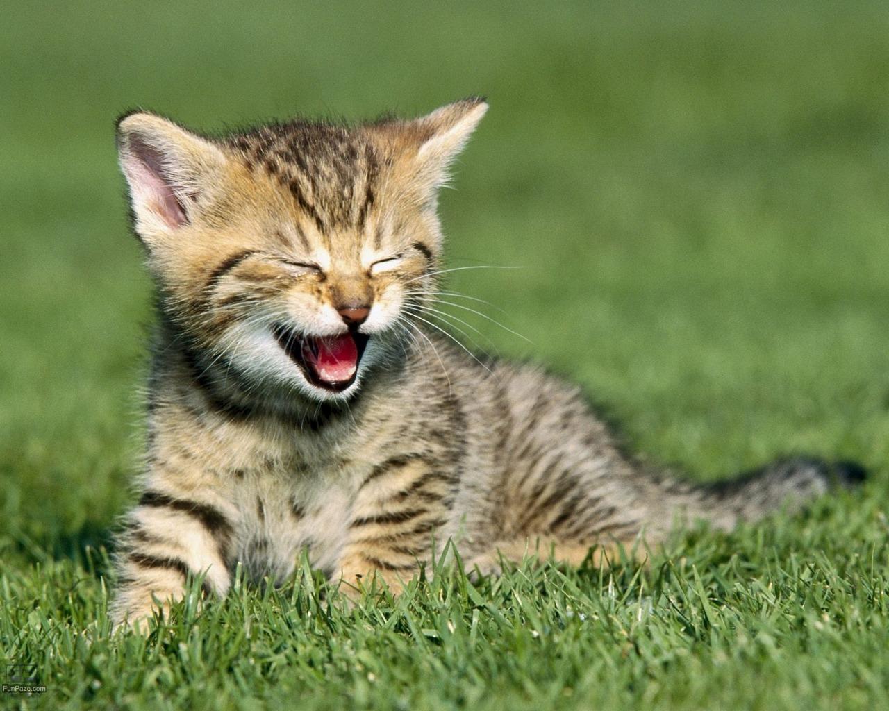 1280x1024 Desktop beautiful animals wallpaper download