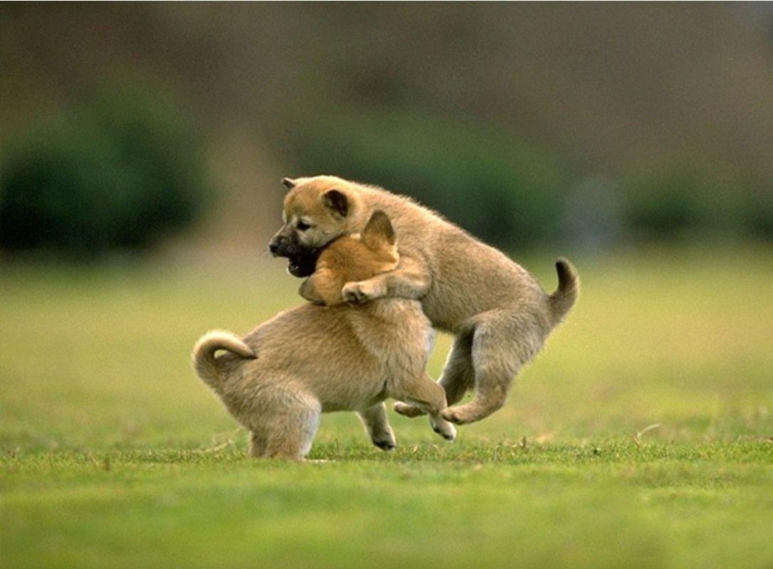 1086x800 Cute Animals Desktop Wallpaper