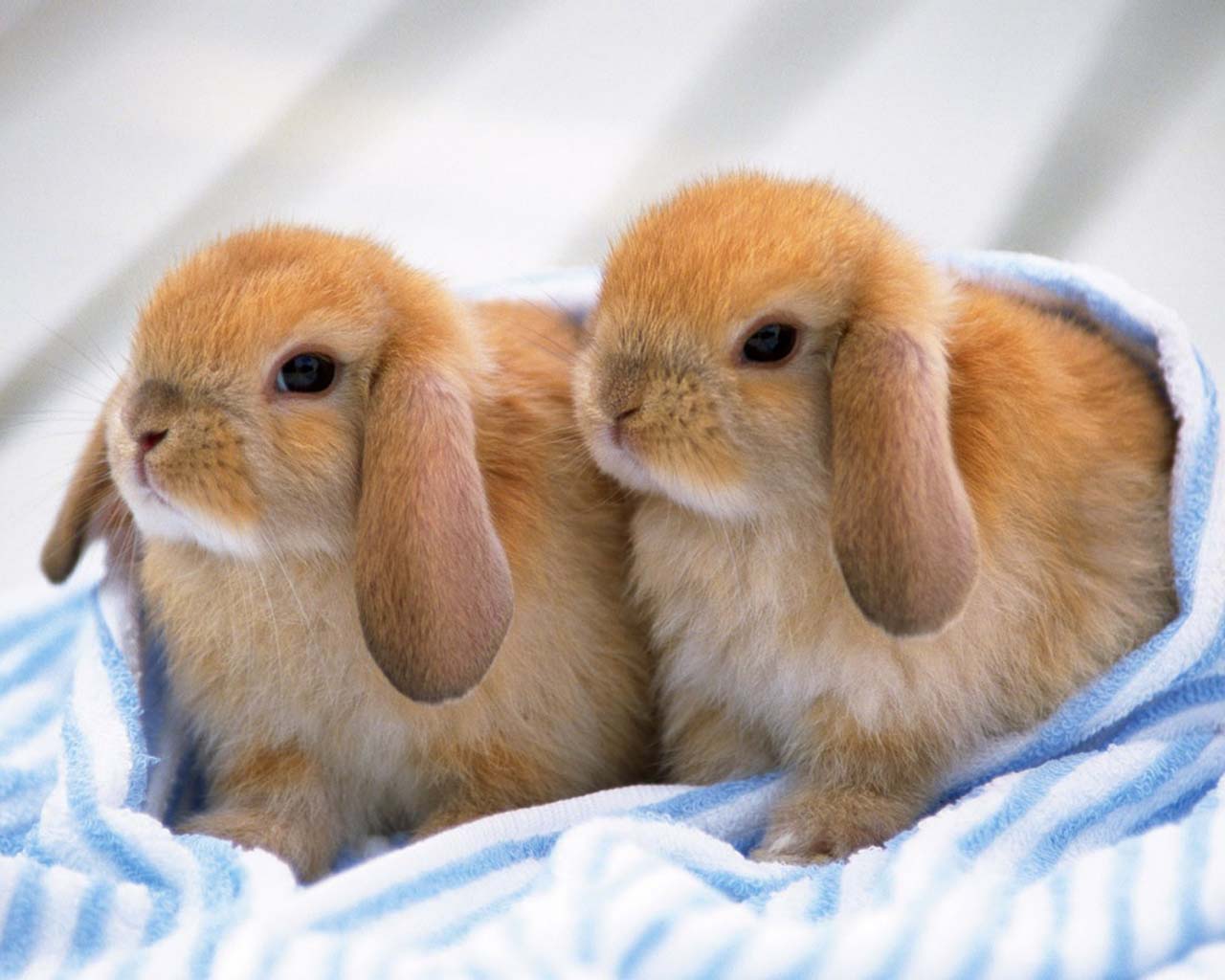 1280x1024 Mammal Rabbit Creacher Animal Walls Imgs Animals