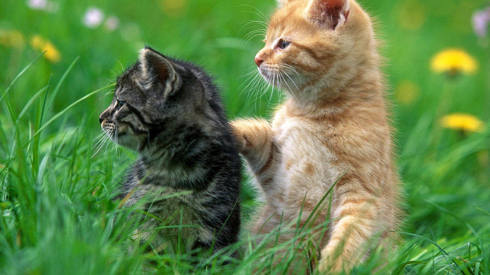 1920x1080 Wallpaper of Animals