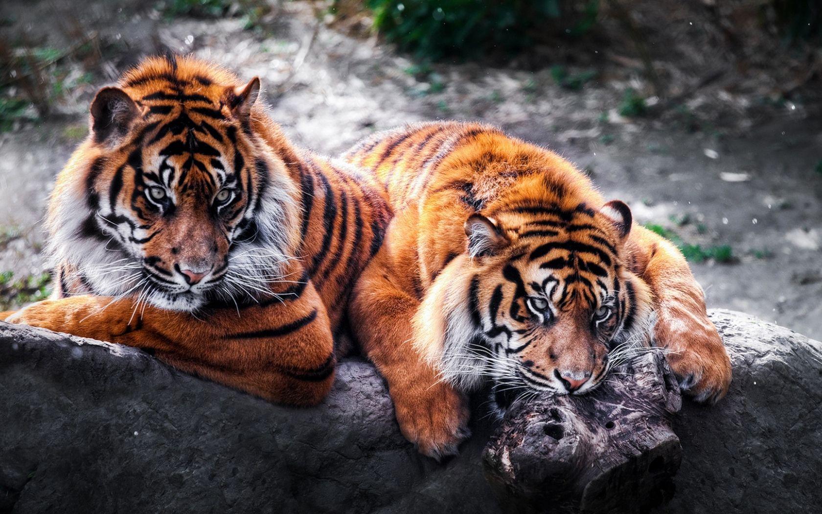 1680x1050 Free download Beautiful Animals Wallpaper For Desktop wallpaper
