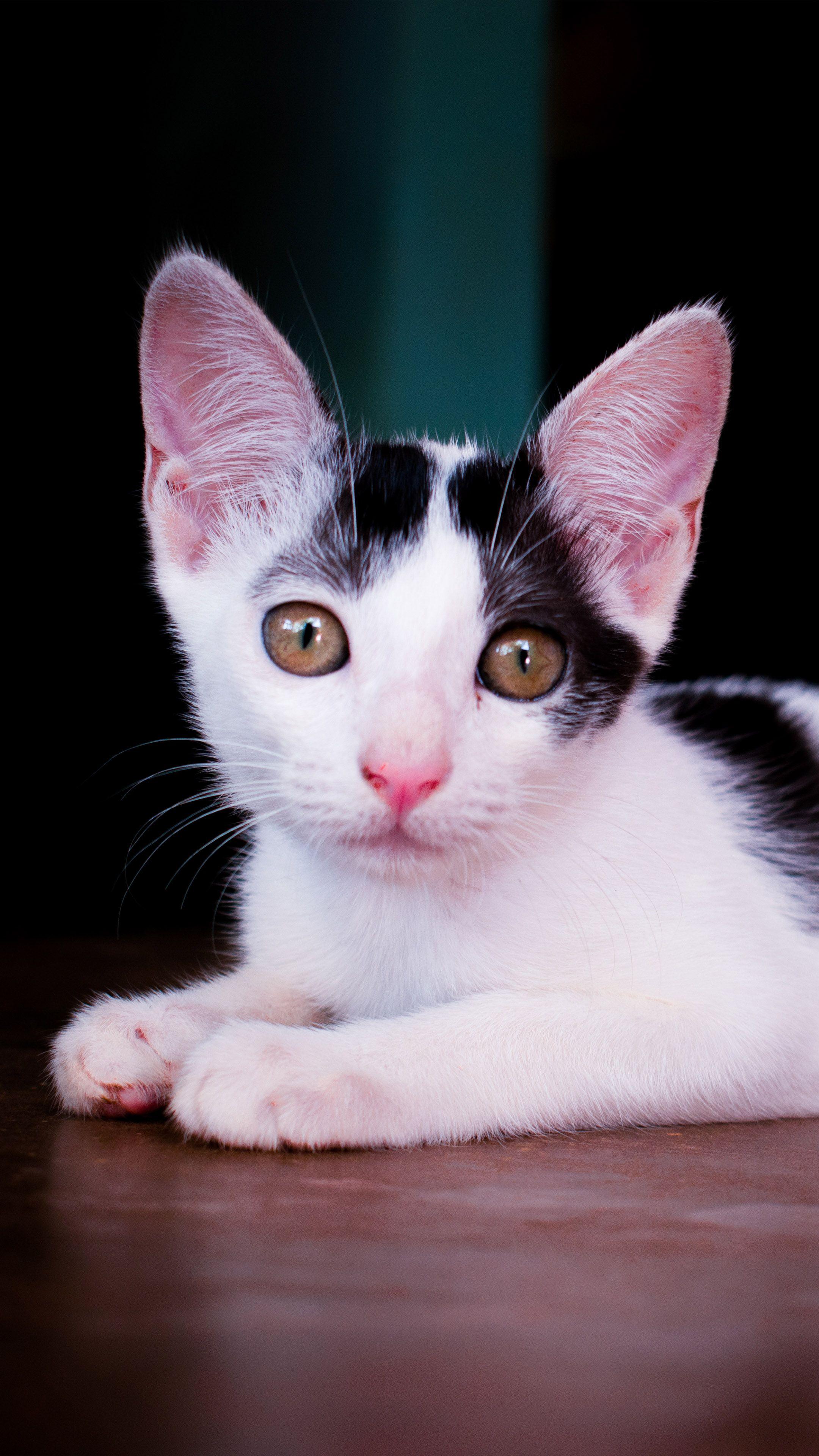 2160x3840 Spotty The Cutest Cat 4K Ultra HD Mobile Wallpaper