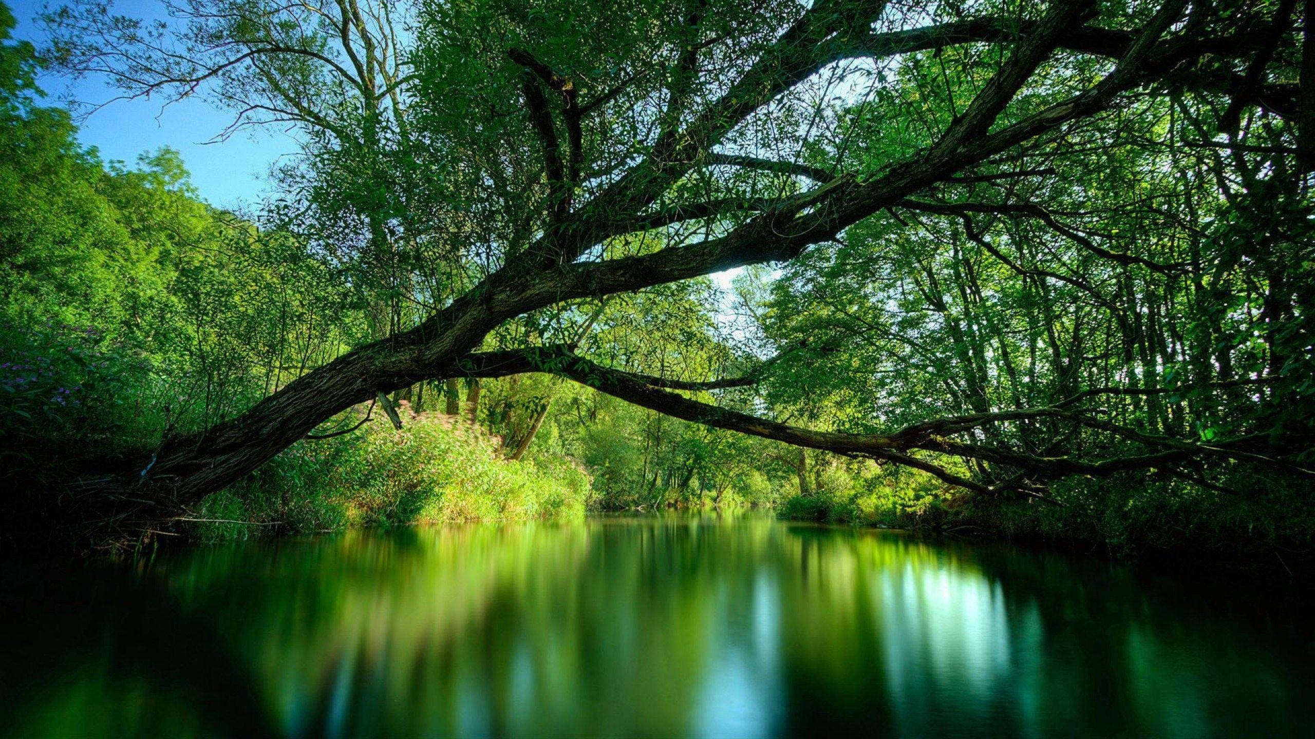 2560x1440 Free download 69 Windows Nature Wallpaper [2560x1440] for your Desktop, Mobile & Tablet. Explore Windows HD Background. Windows 7 Wallpaper Hd, Windows Wallpaper Themes, Microsoft Wallpaper HD