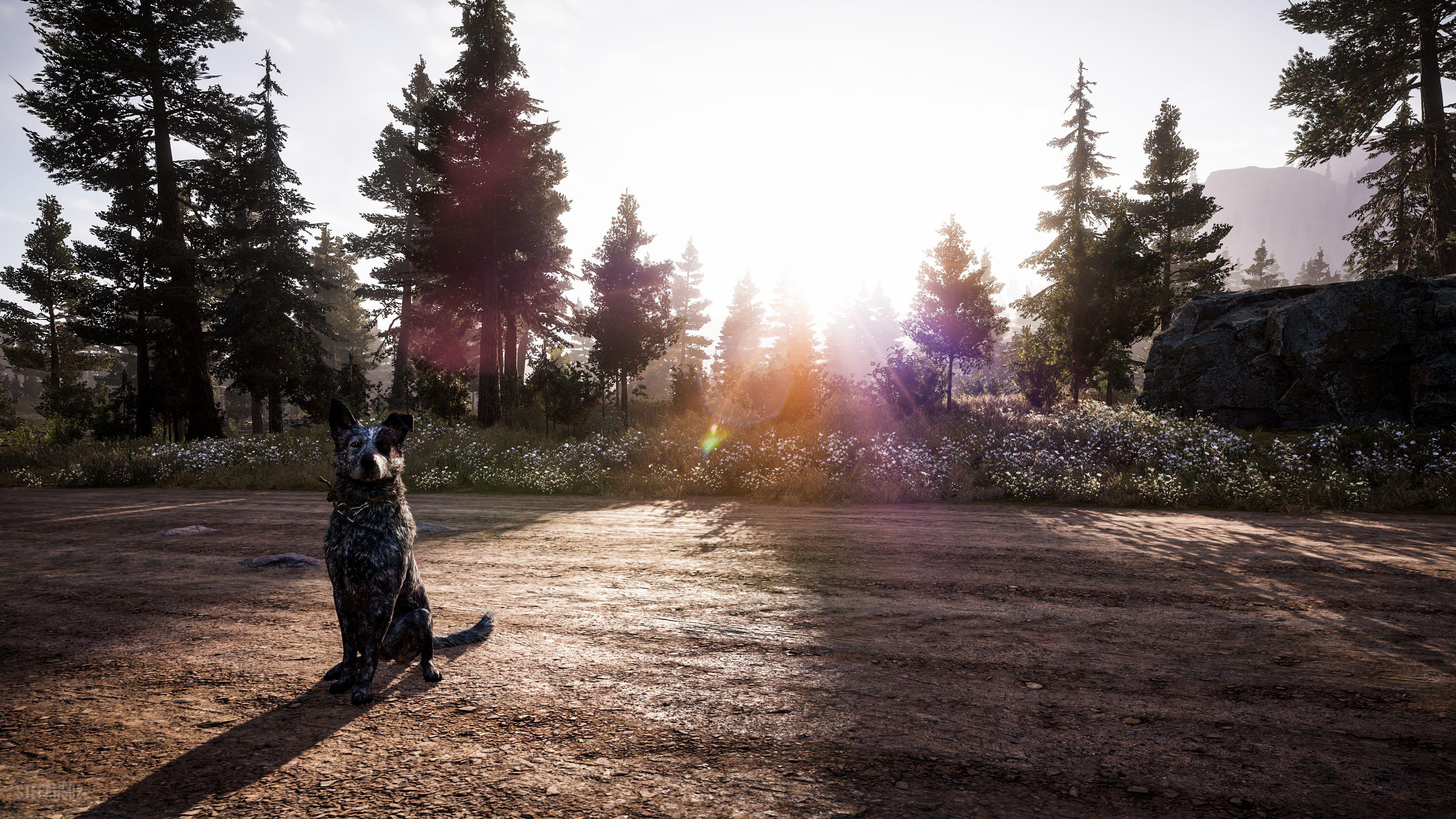 3840x2160 Far Cry 5 / Hello Doggy 4k Ultra HD Wallpaper. Background Image