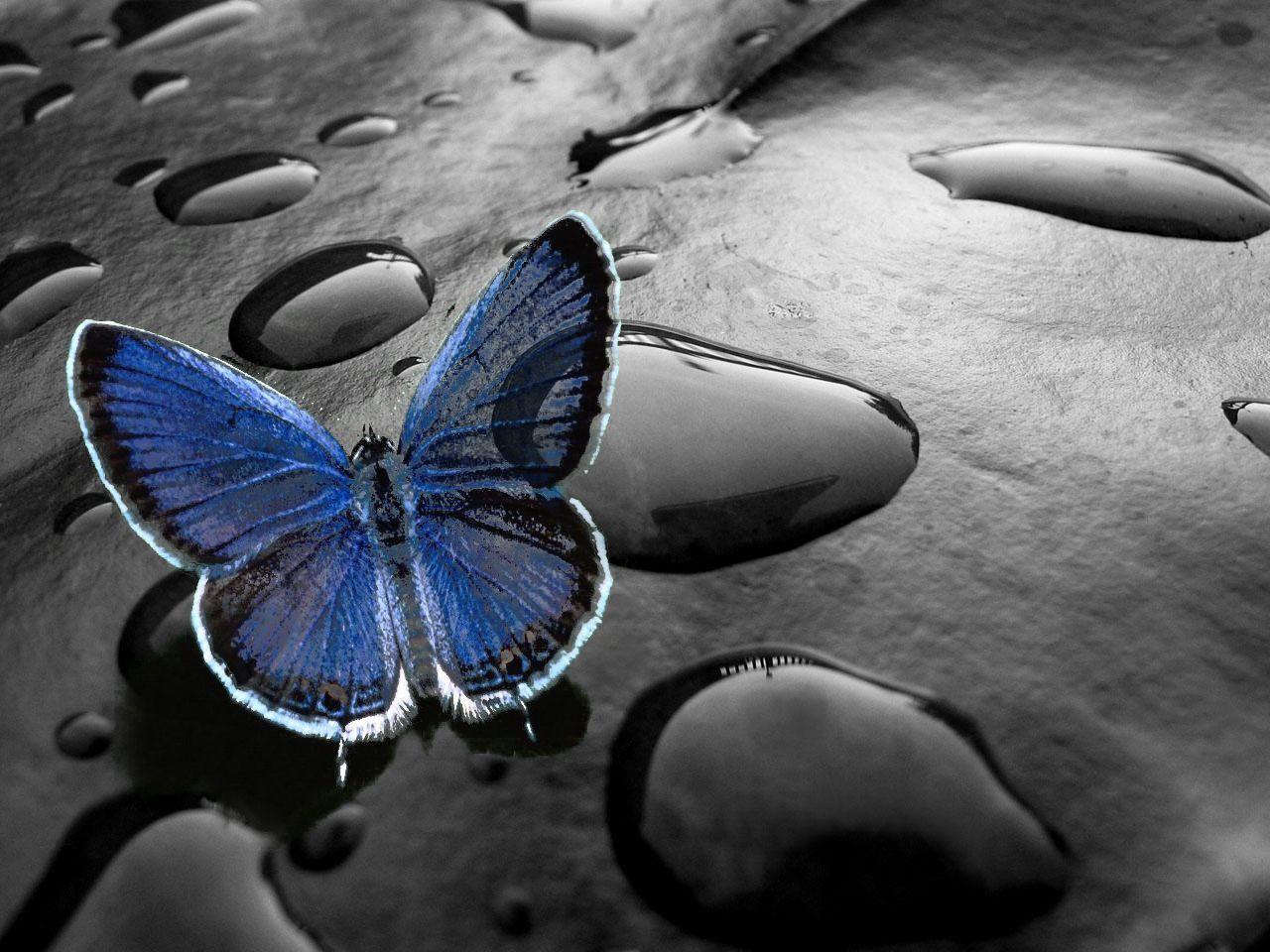Animated Butterfly HD Wallpapers - Top Free Animated Butterfly HD  Backgrounds - WallpaperAccess