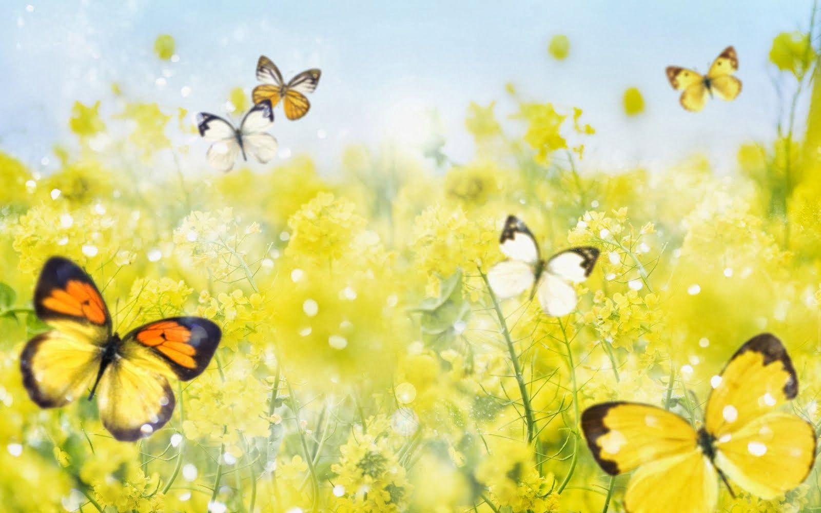 1600x1000 Free Animated Butterflies Desktop Wallpaper