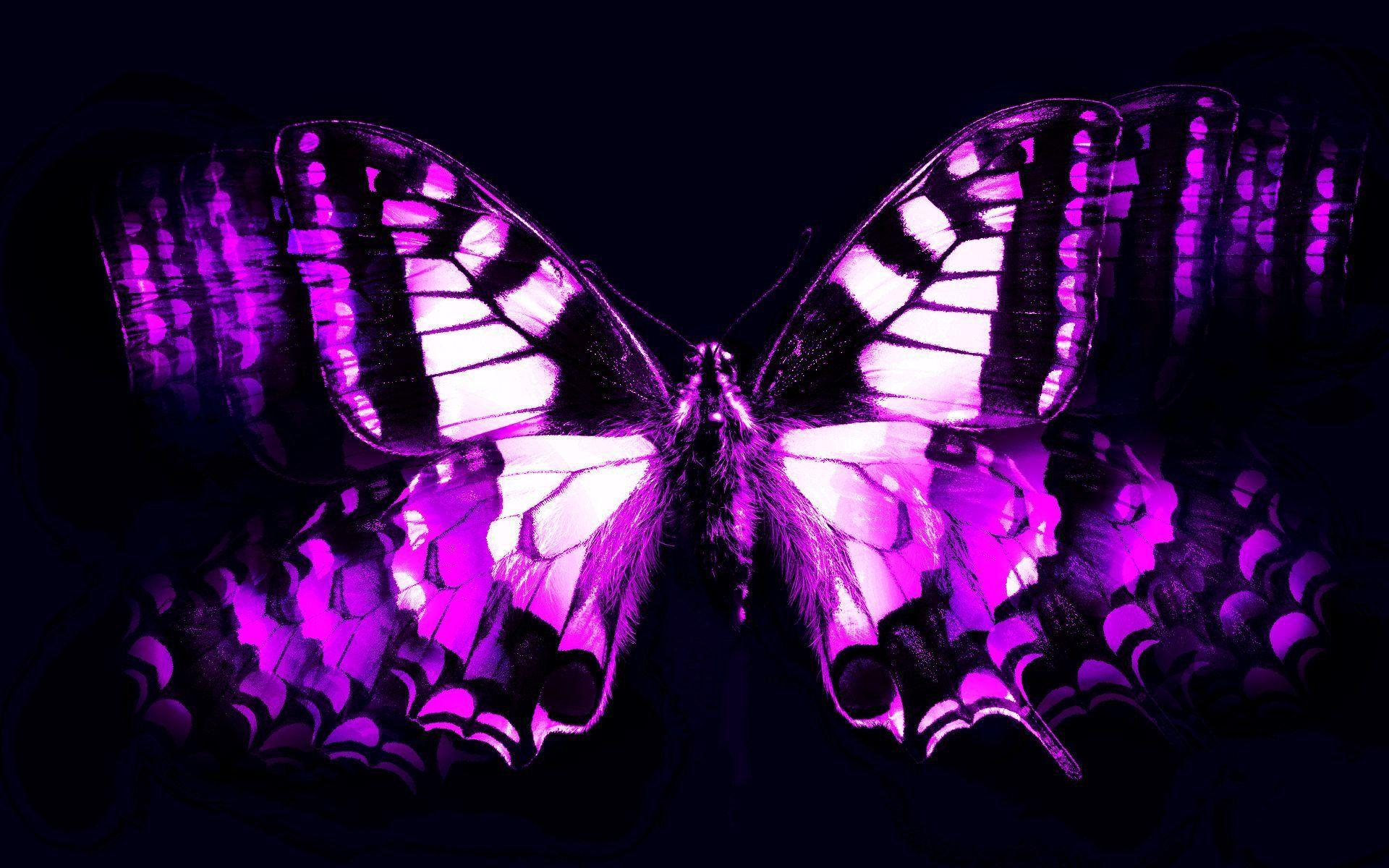 1920x1200 Butterfly Wallpaper Dark