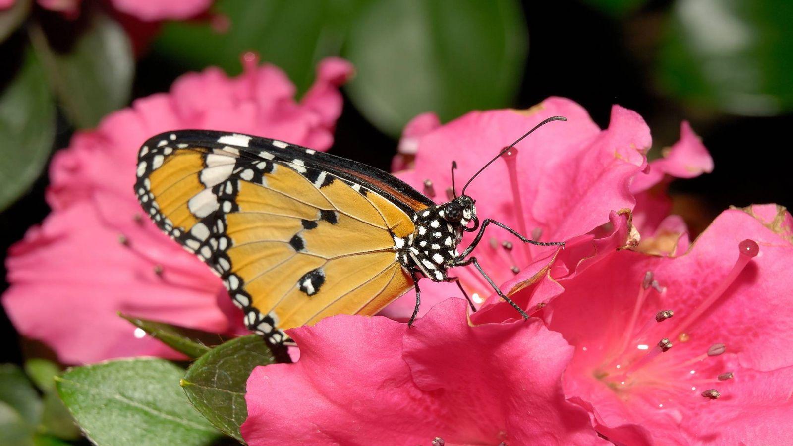 1600x900 Desktop HD animated butterfly wallpaper