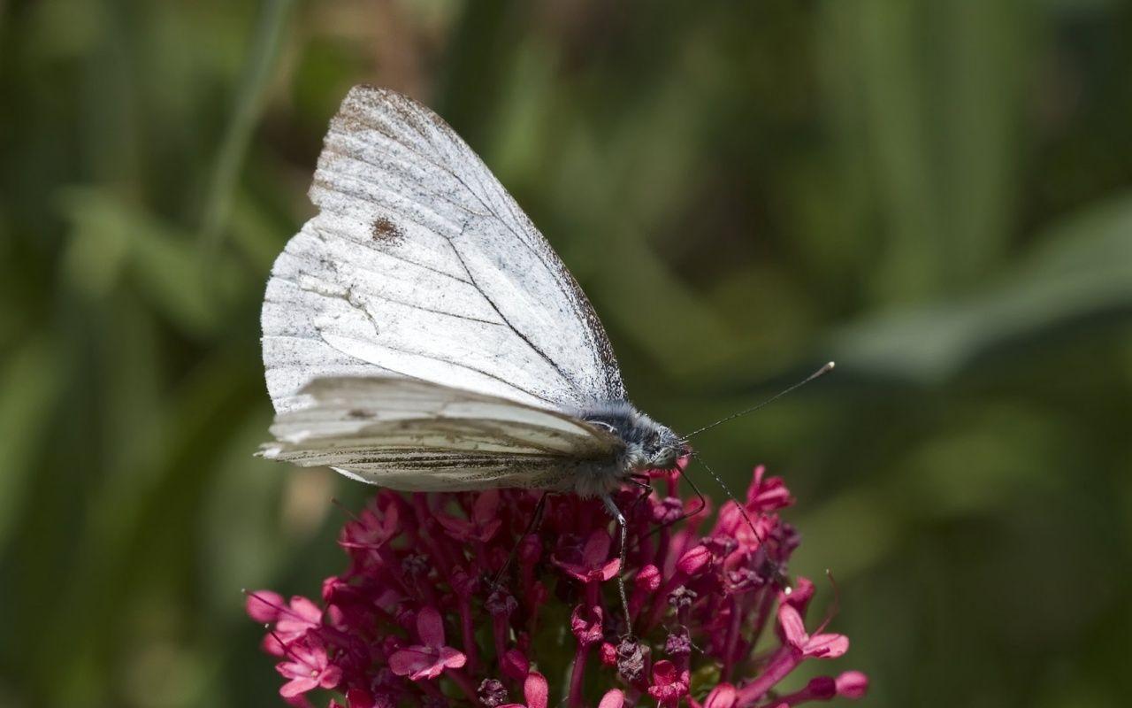 1280x800 Free Animated Butterflies Desktop Wallpaper