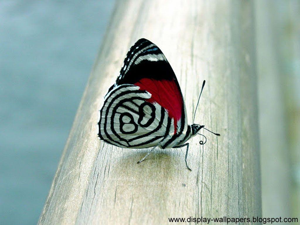 1024x768 Butterfly Desktop Wallpaper HD Butterfly