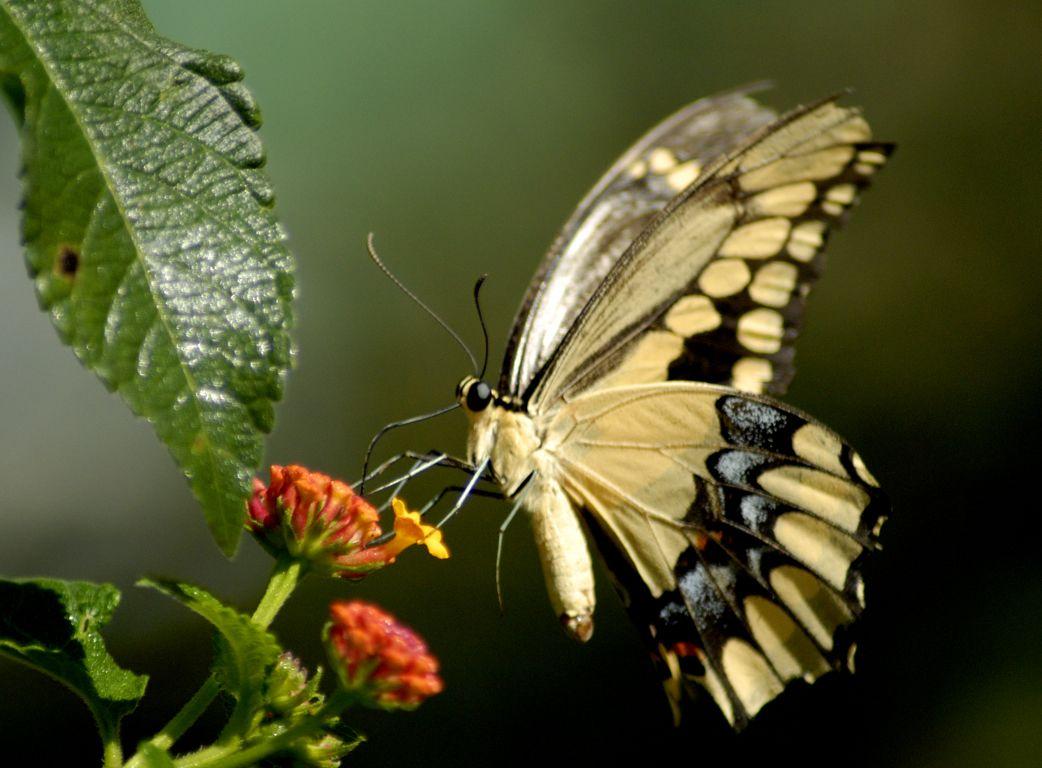1042x768 Free Animated Butterflies Desktop Wallpaper