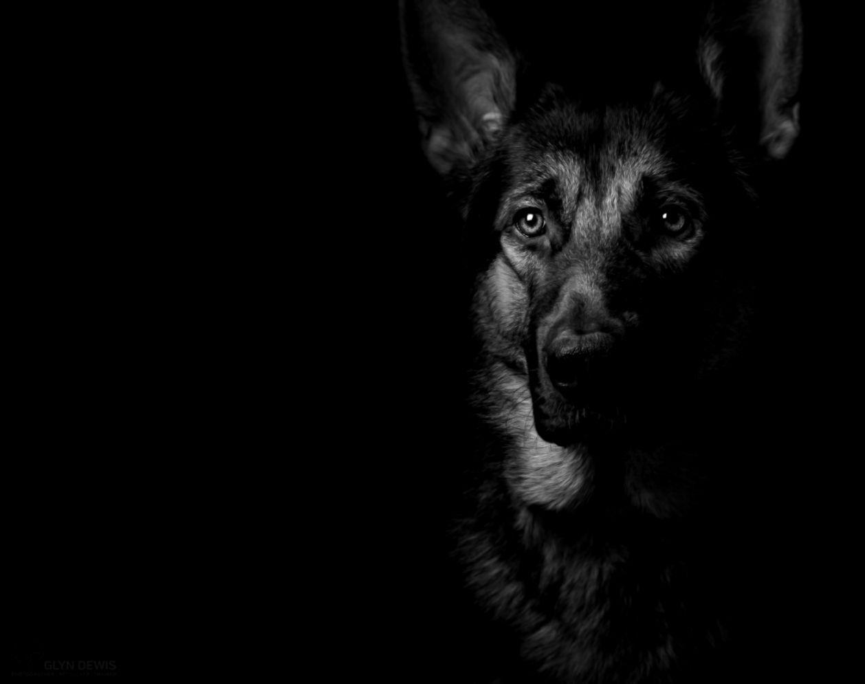 Black German Shepherd Wallpapers - Top Free Black German Shepherd