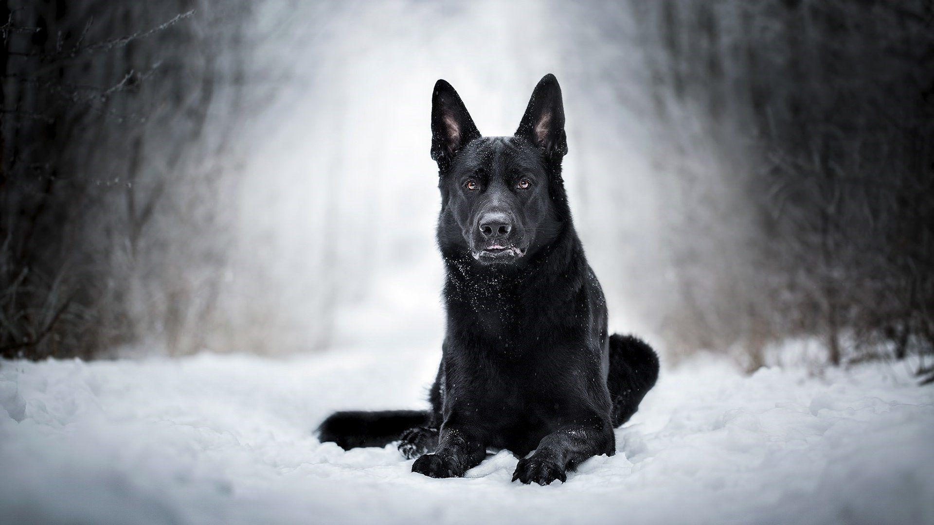 1920x1080 Black Dog in the Snow Hình nền HD.  Hình nền.  1920x1080
