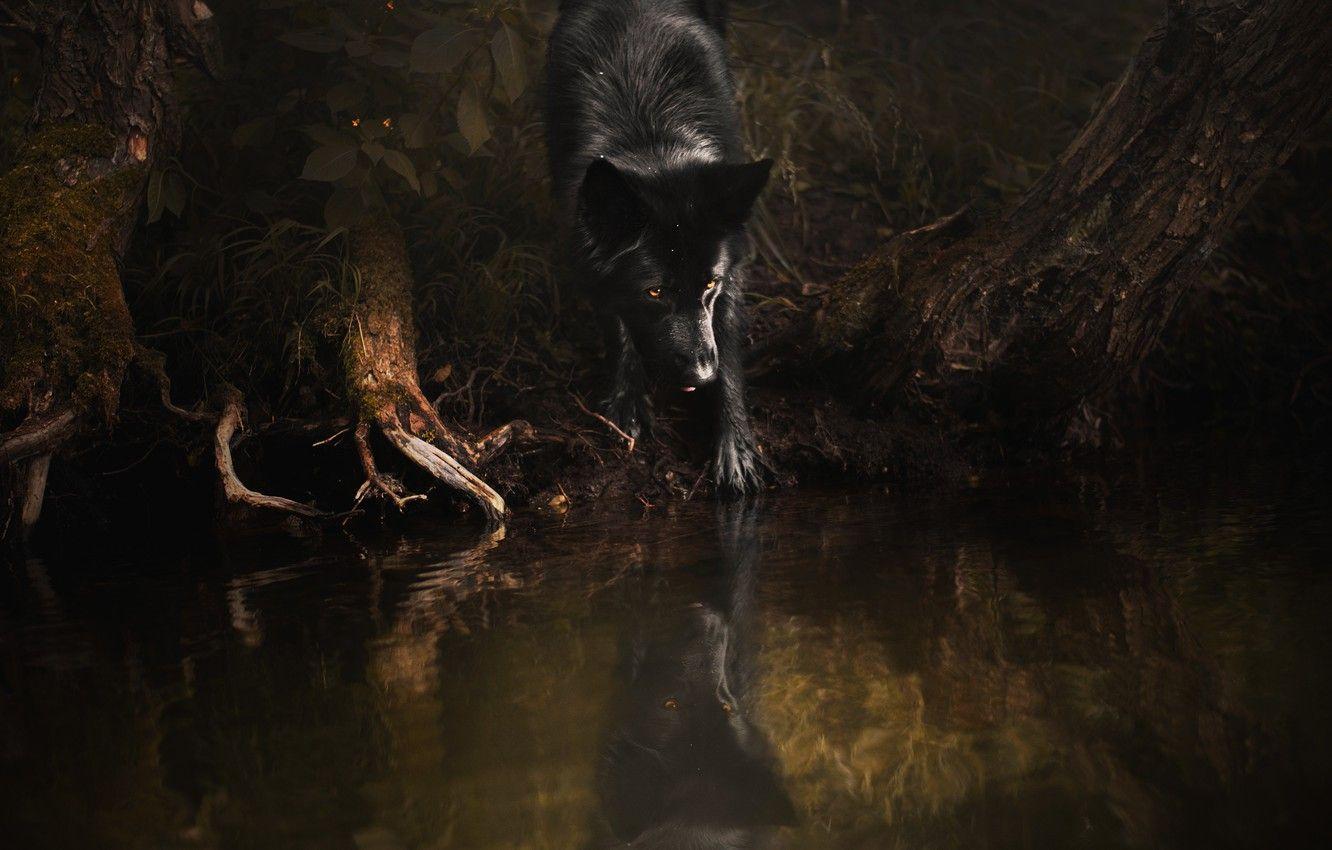 1332x850 Wallpaper forest, pose, reflection, the dark background, tree