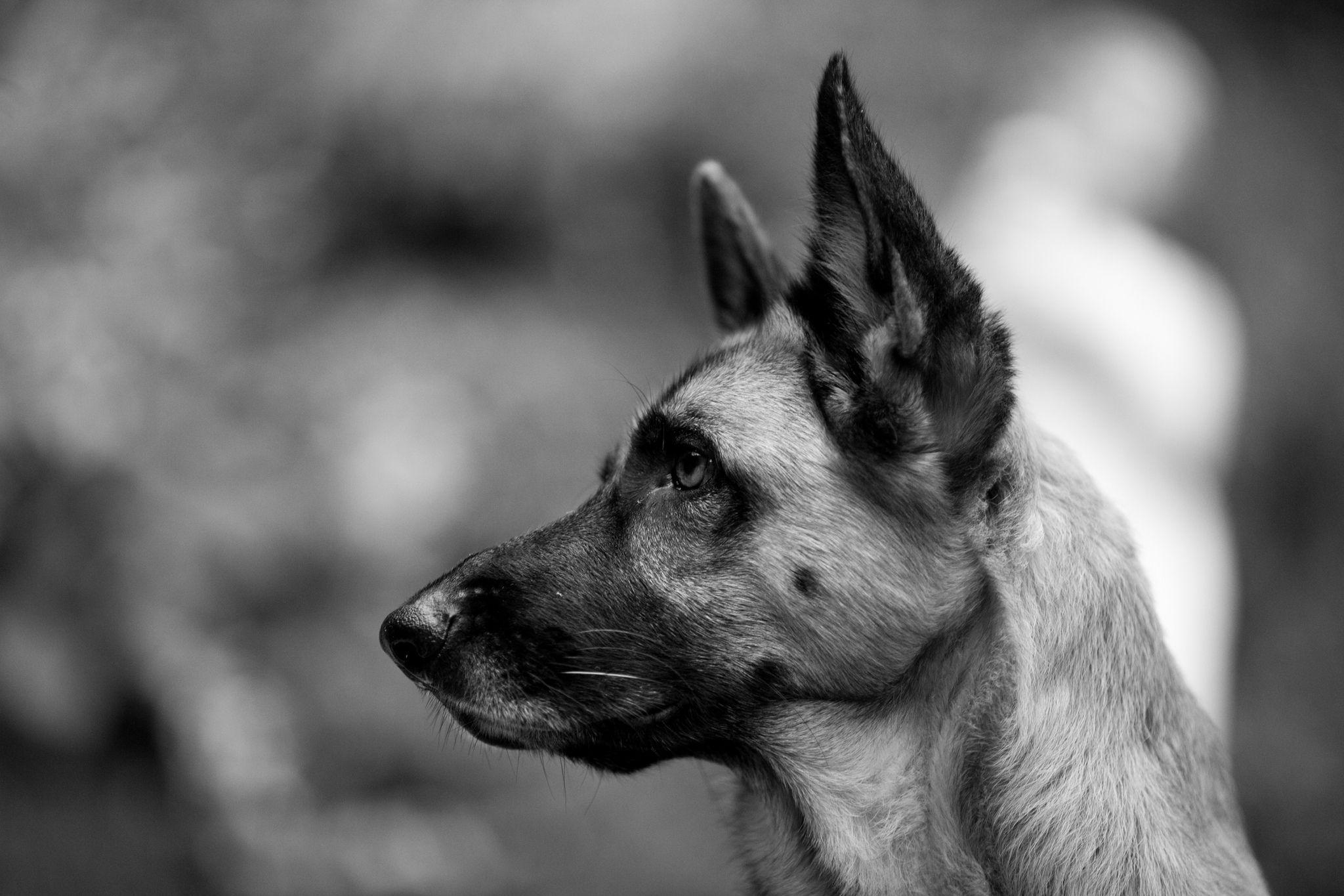 2048x1365 german, Shepherd Wallpaper HD / Desktop and Mobile Background