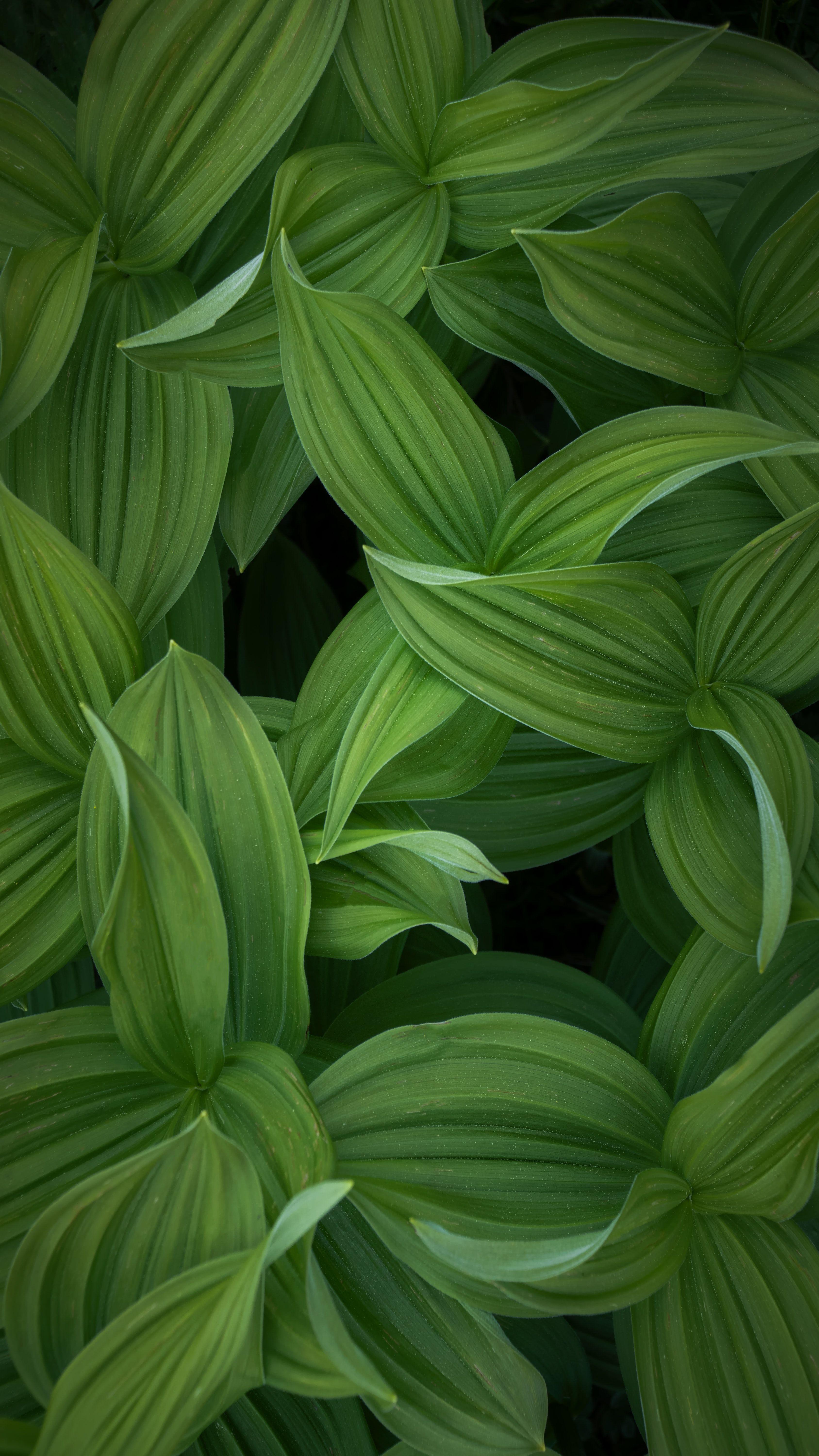 3375x6000 Download wallpaper 3375x6000 leaves, stripes, green, plant HD