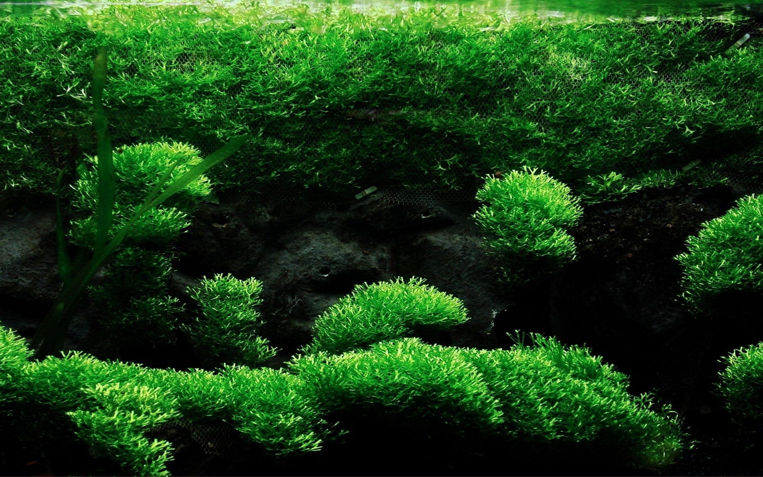 2560x1600 Free download Aquarium Creative Design Wallpaper 10 2560x1600