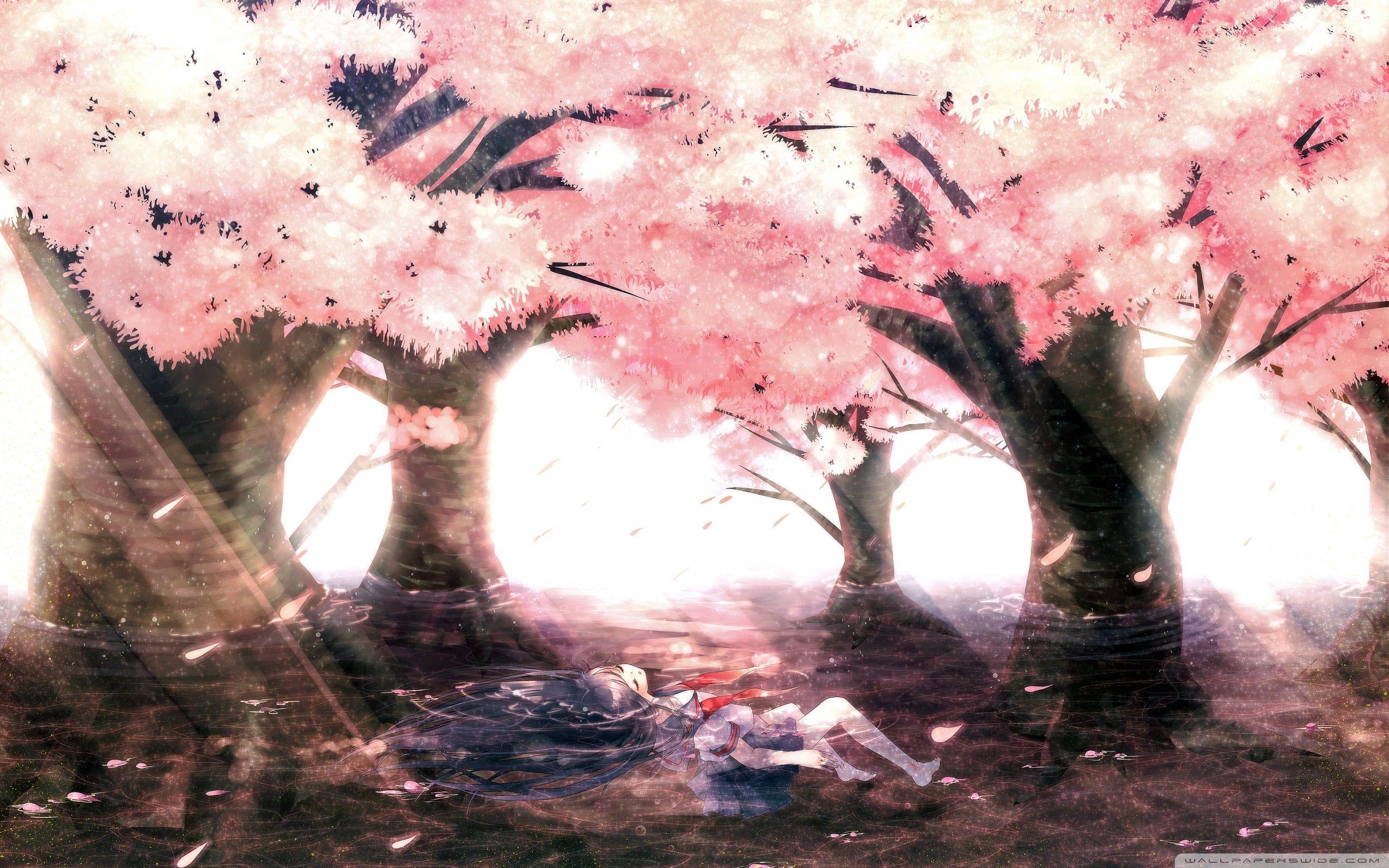 2560x1600 Cherry Tree Blossoms Ultra HD Desktop Background Wallpaper for 4K