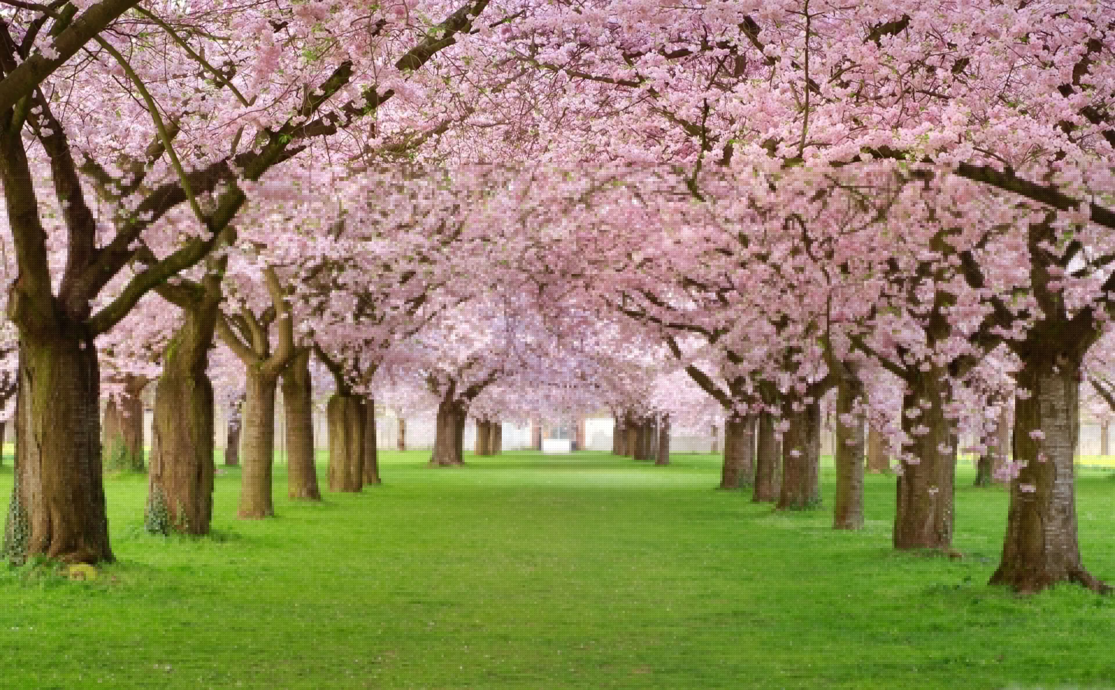 3840x2377 Cherry Blossom Field Wallpaper Free HD Wallpaper