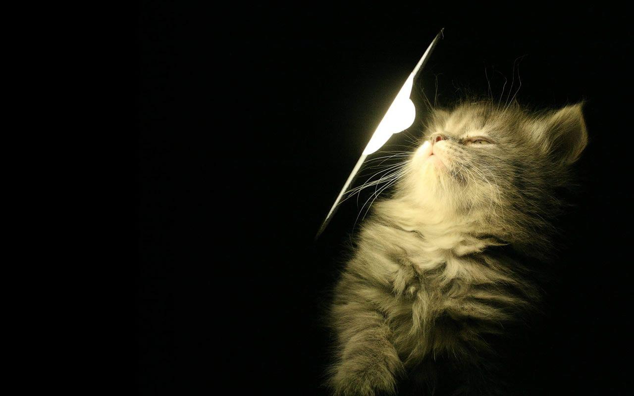 1280x800 Free download Cute Cat Tumblr Wallpaper HD Wallpaper HD Desktop