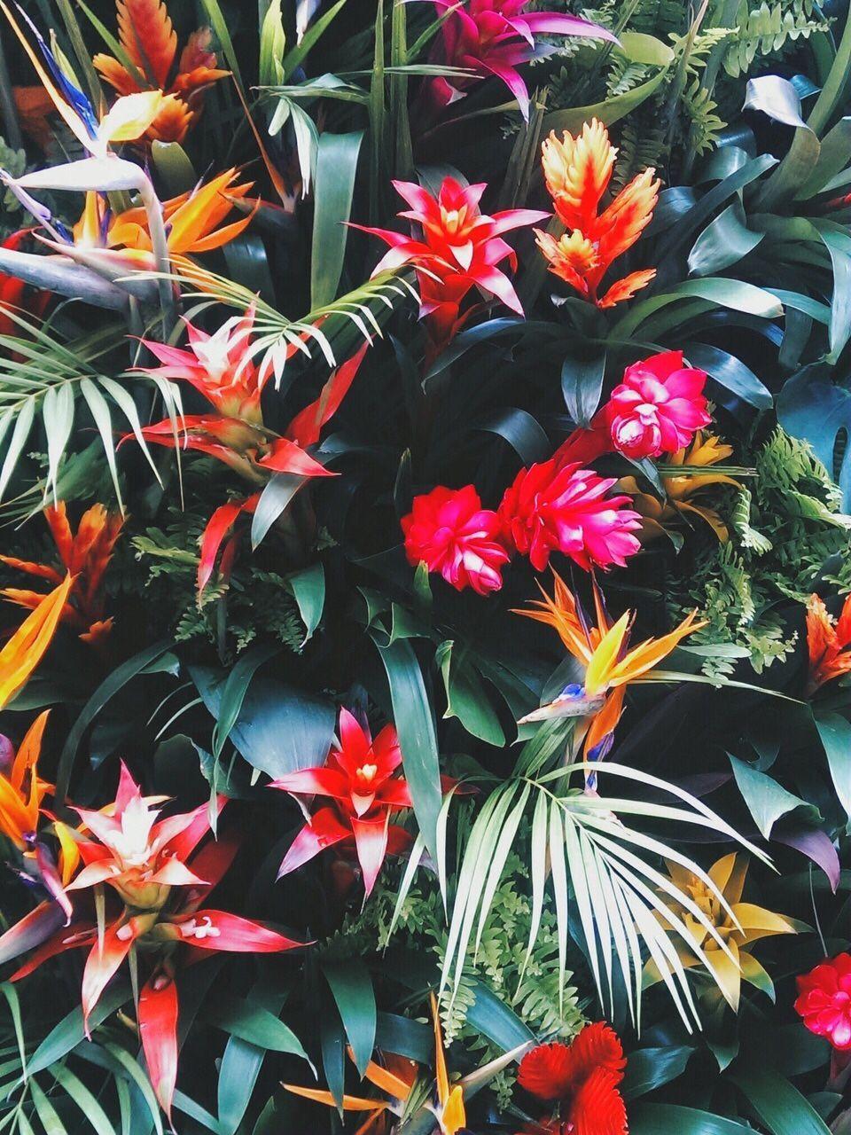 960x1280 jungle fashion. Tropical flowers, Plants