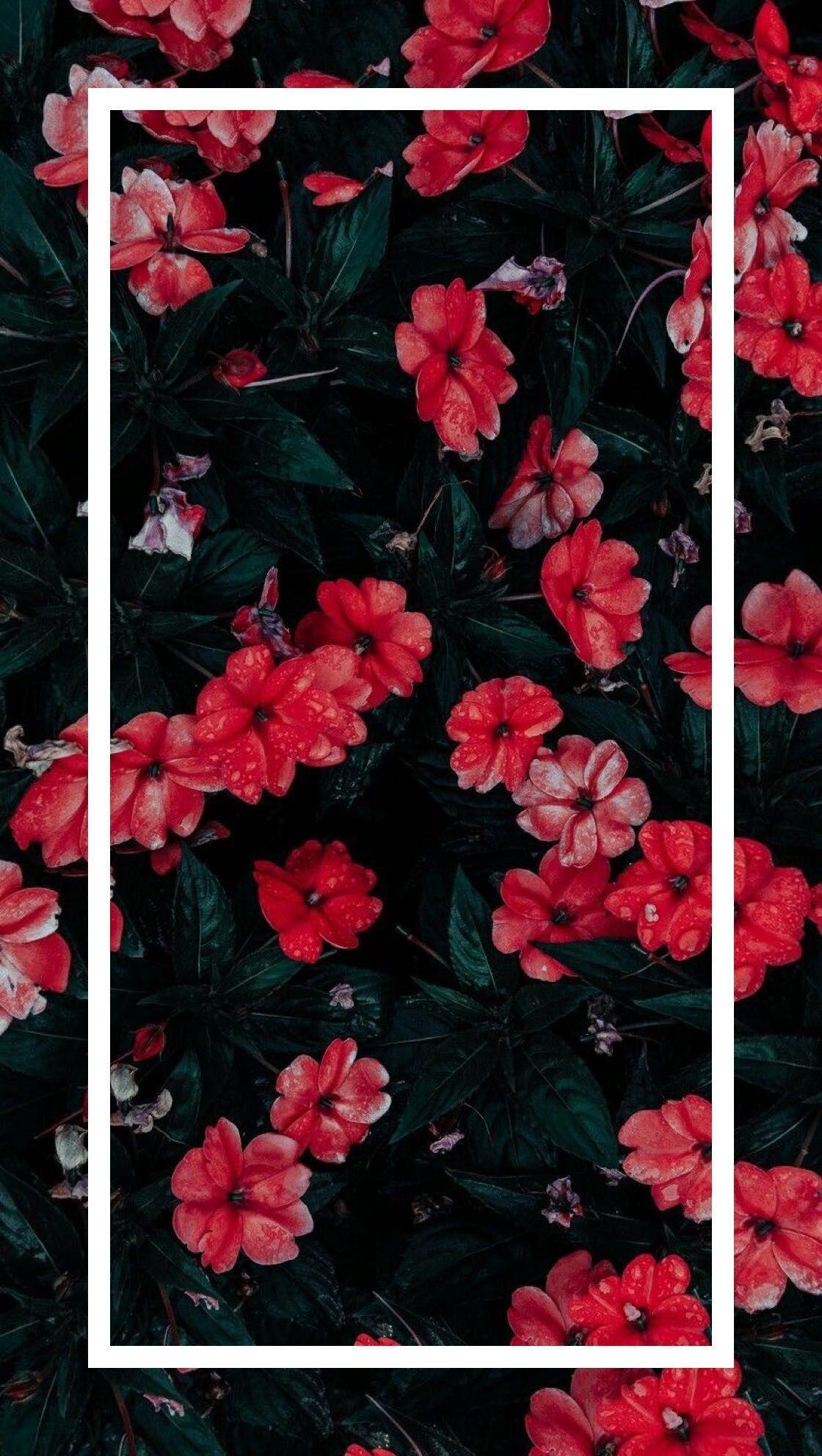 Cute Tropical Flowers Tumblr Wallpapers - Top Free Cute Tropical ...