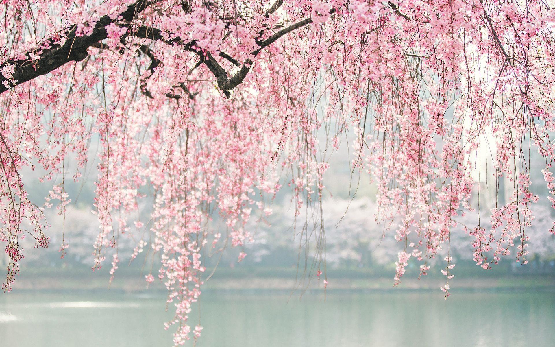 Anime Cherry Blossom 4K Wallpapers Top Free Anime Cherry Blossom 4K