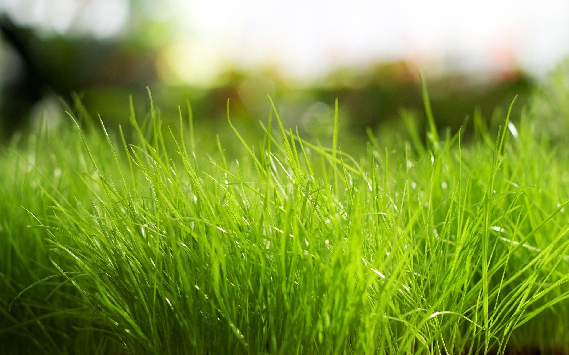 1920x1200 Daily Wallpaper: Fresh Grass. I Like To Waste My Time