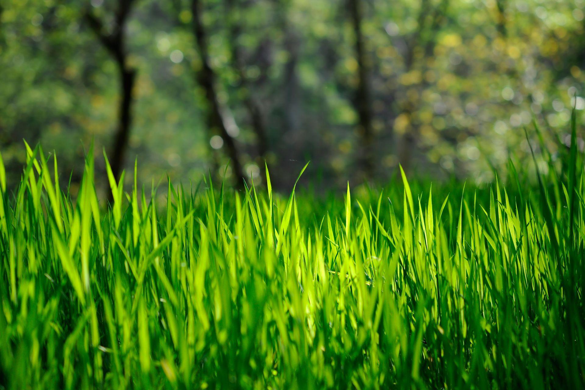 1920x1280 Grass Bokeh Wallpaper 33920 1920x1280px