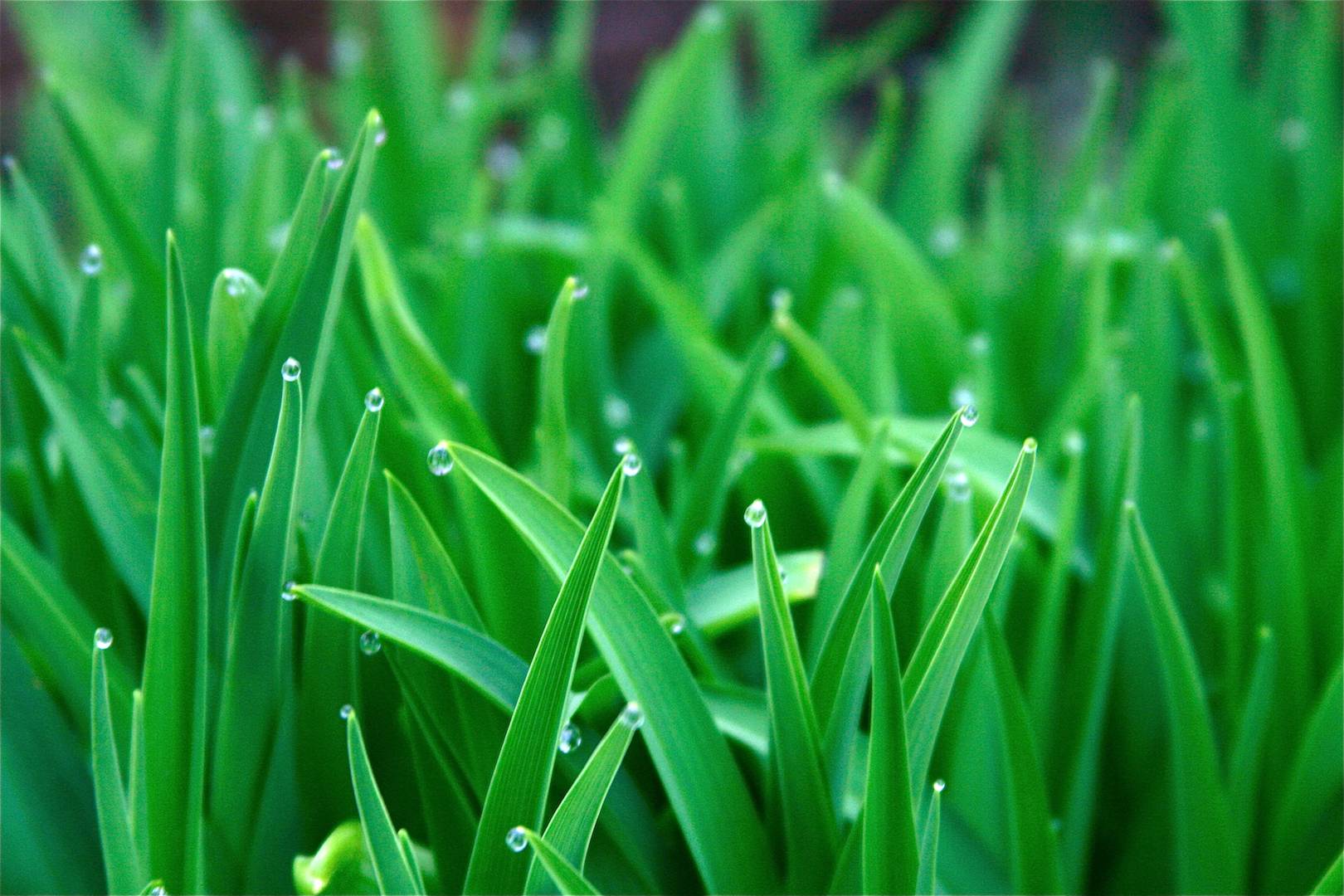 1620x1080 Free download Green Grass Wallpaper [1620x1080] for your Desktop