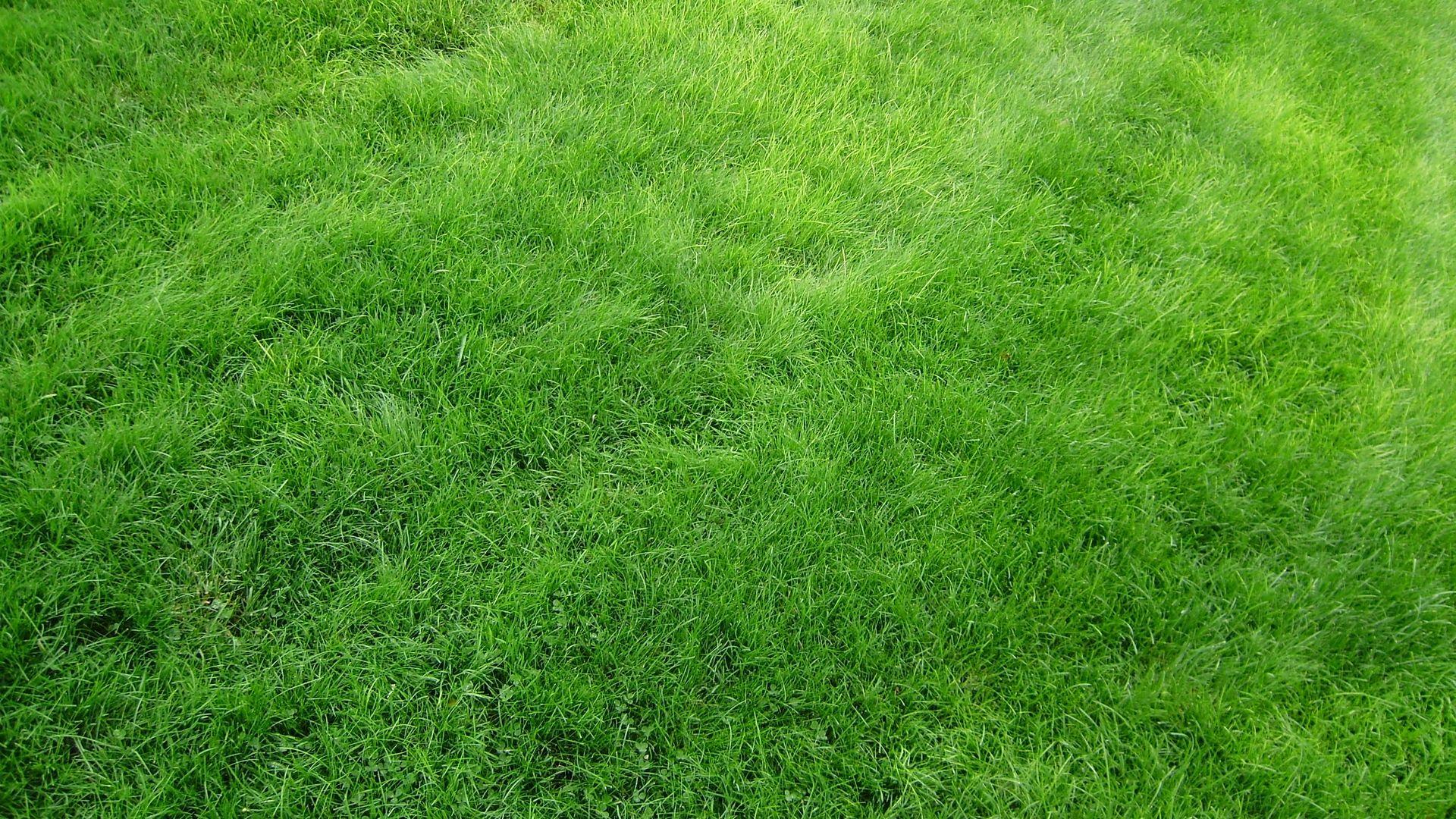 1920x1080 Wallpaper Texture, Grass, Field, Green Background