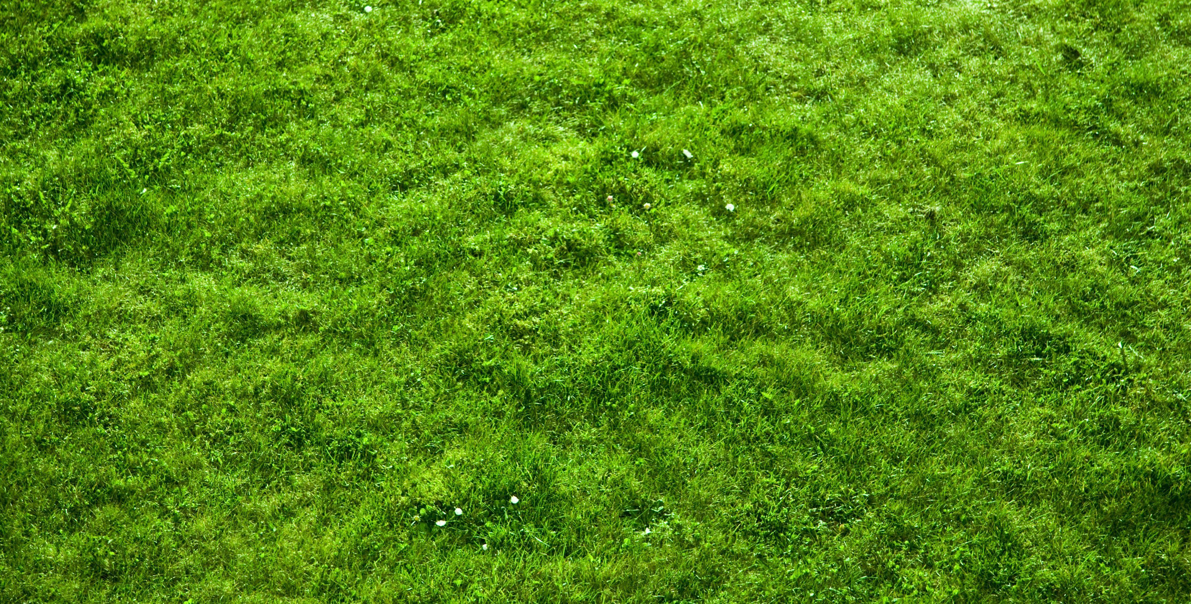 3888x1974 you are viewing moss HD wallpaper color .ca
