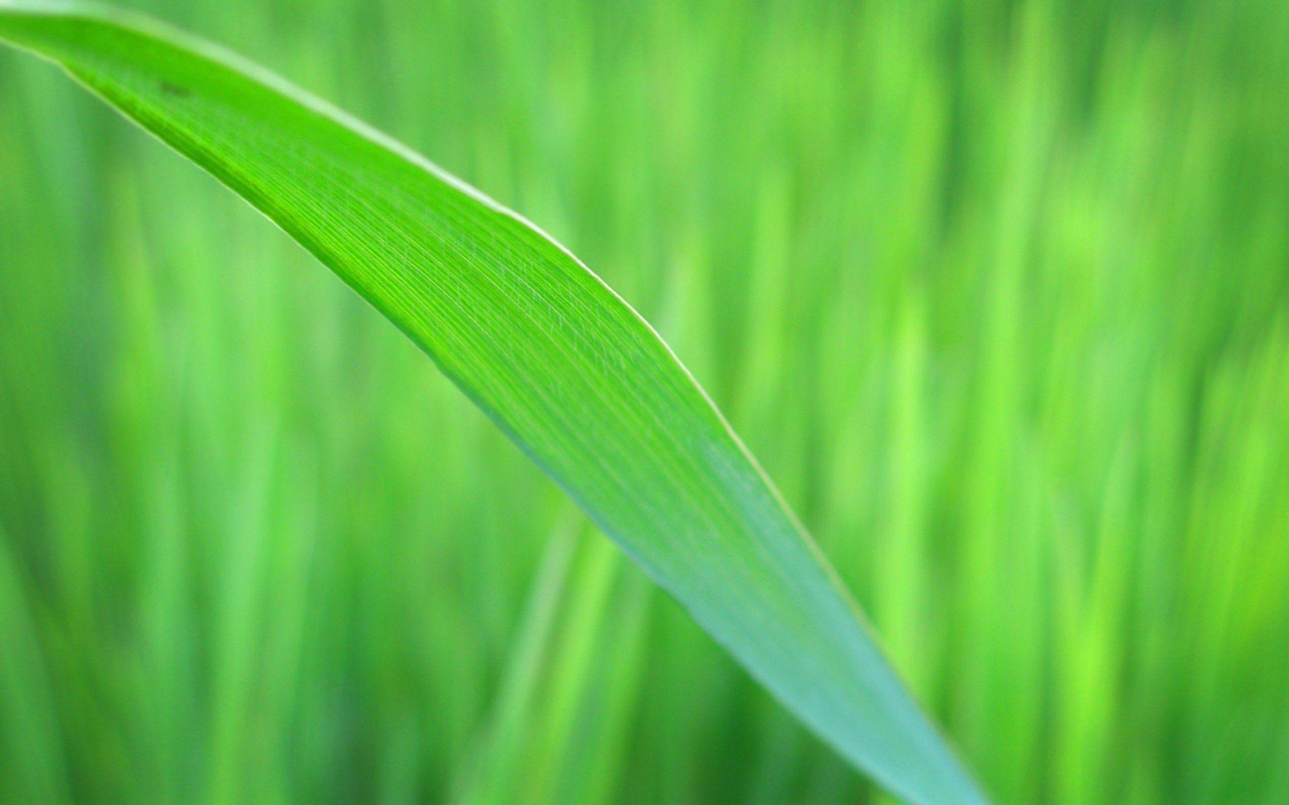 2560x1600 Grass blade macro wallpaperx1600