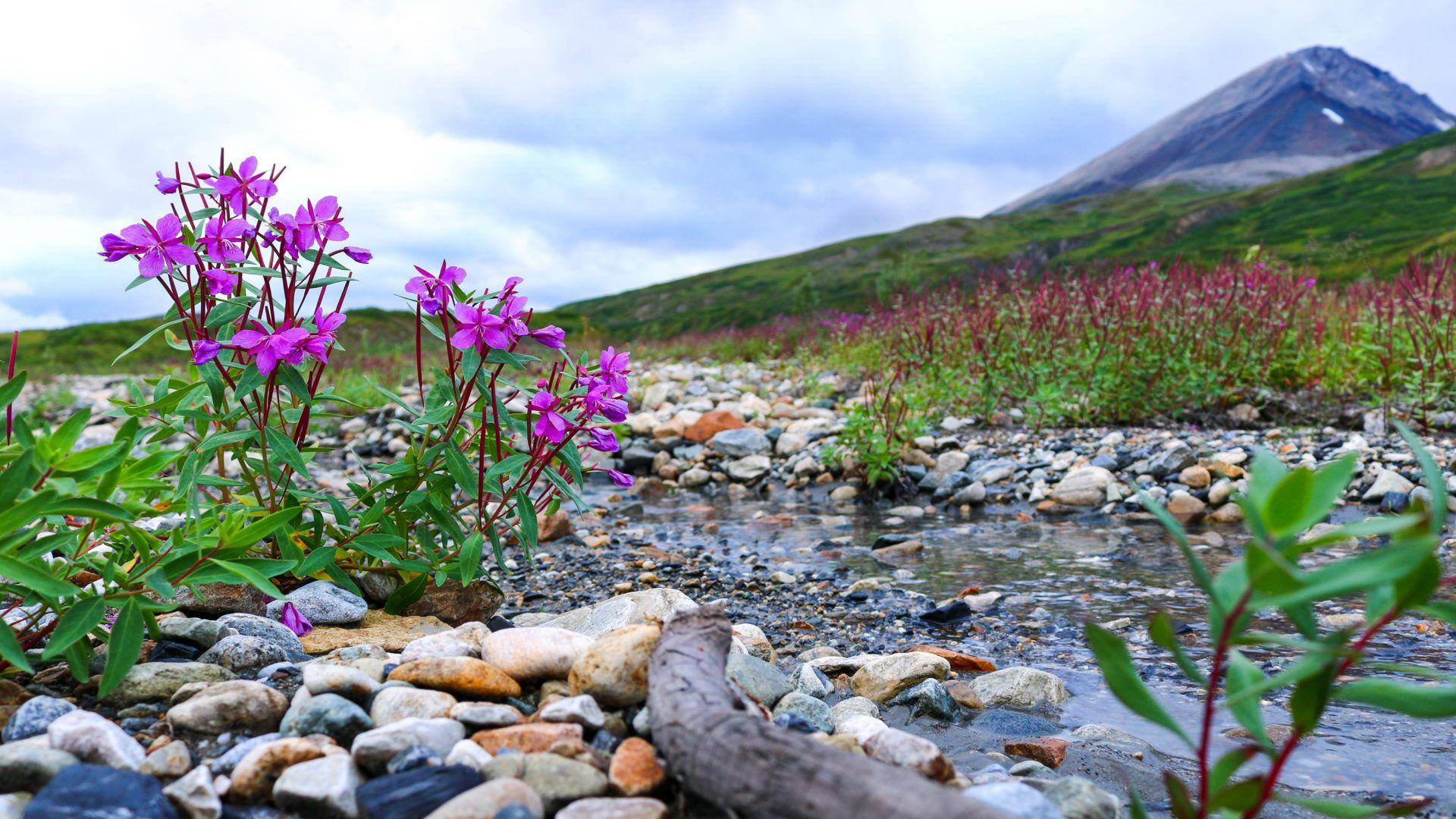 1920x1080 Landscape Beauties Of Nature Stream Gravel Gravel Bougainvillea