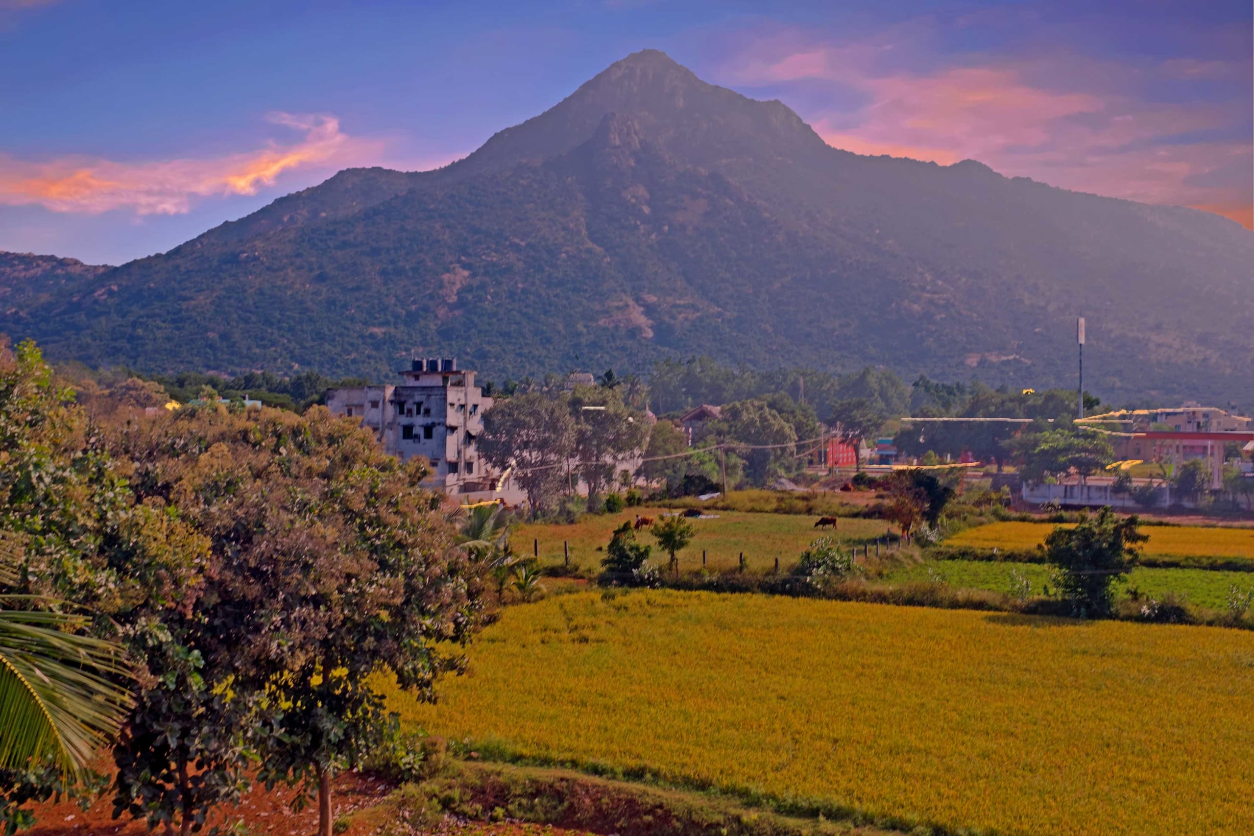 2560x1707 Reforesting Arunachala Hill in Tiruvannamalai