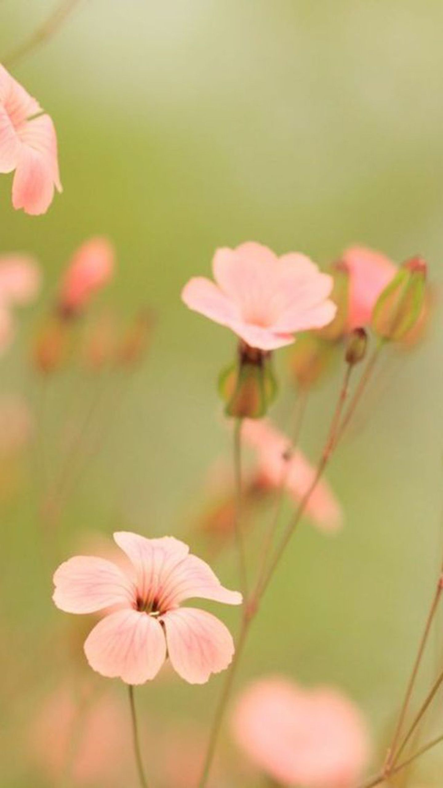 1440x2560 Wallpaper Mo2 Samsung Cover SAMSUNG M02 Wallpaper By DewjaShen Download On ZEDGE