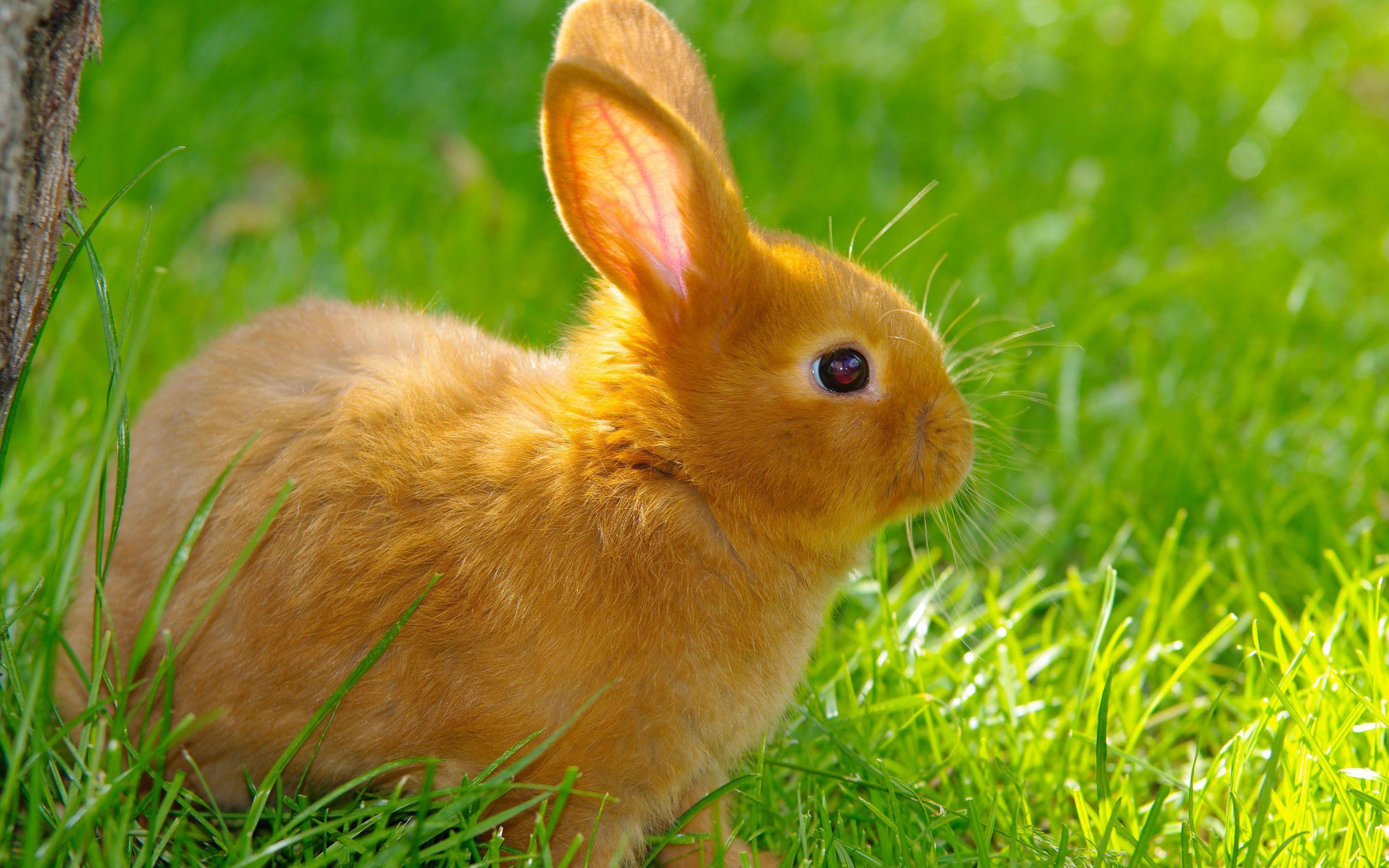Cute bunny 4k wallpapers top free cute bunny 4k backgrounds