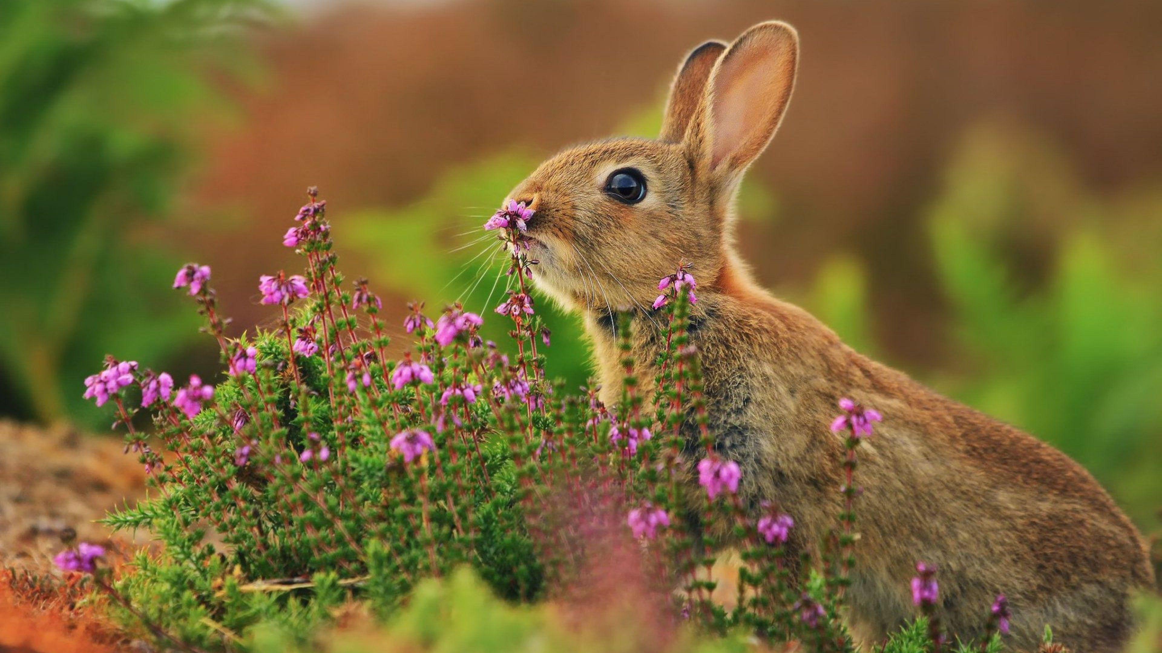 3840x2160 Wallpaper rabbit, cute animals, flowers, 4k, Animals